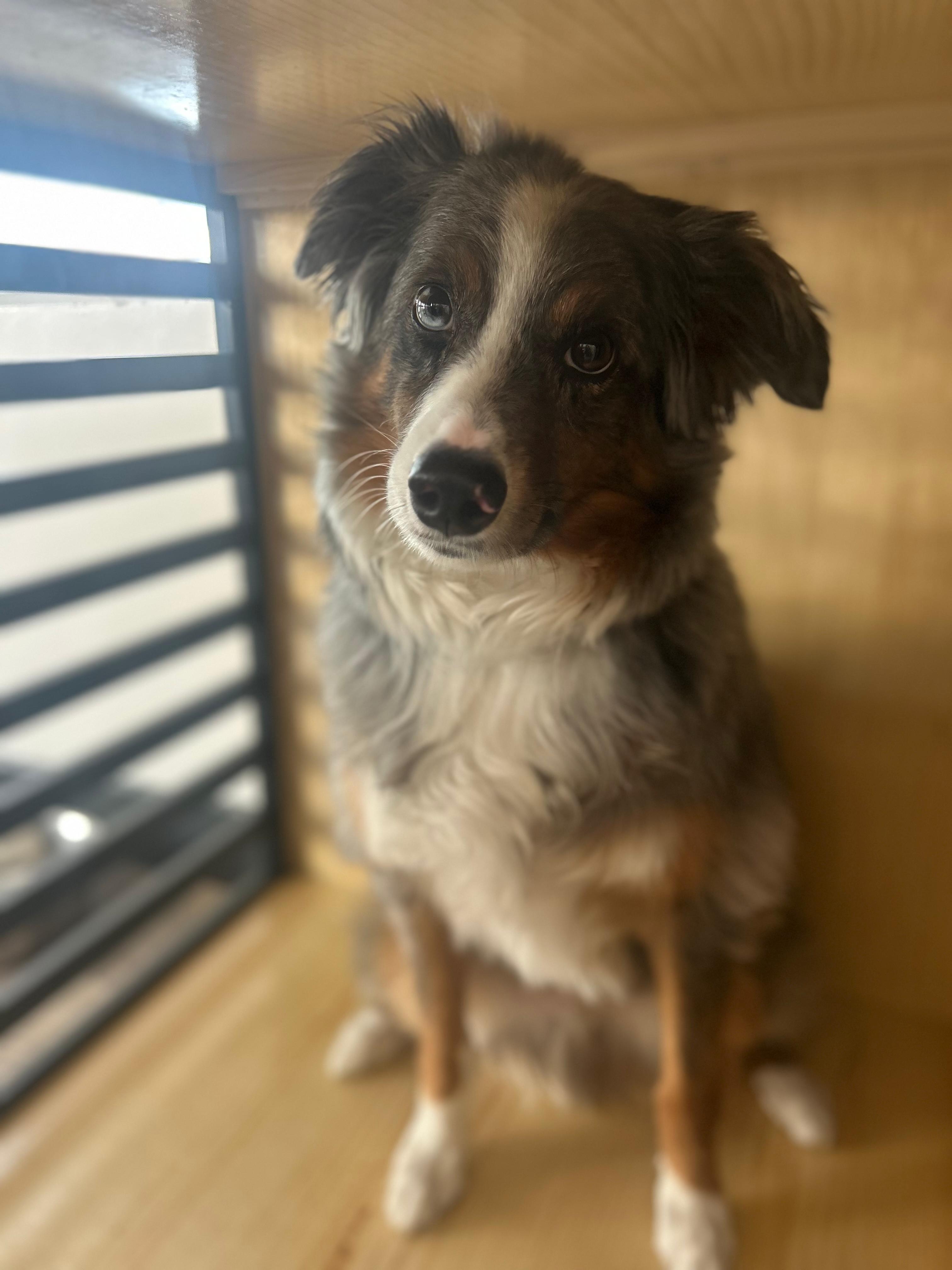 Enlarge Riggs, an adopted Australian Shepherd in Coarsegold, CA image 1/1