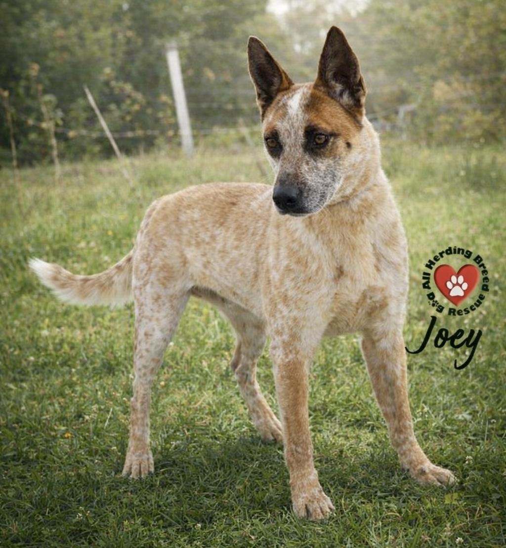 Enlarge Joey, an adoption pending Cattle Dog in Joliet, IL image 2/4