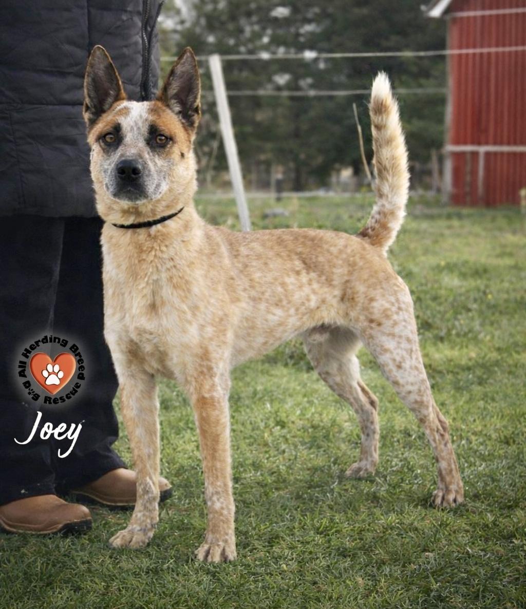 Enlarge Joey, an adoption pending Cattle Dog in Joliet, IL image 1/4