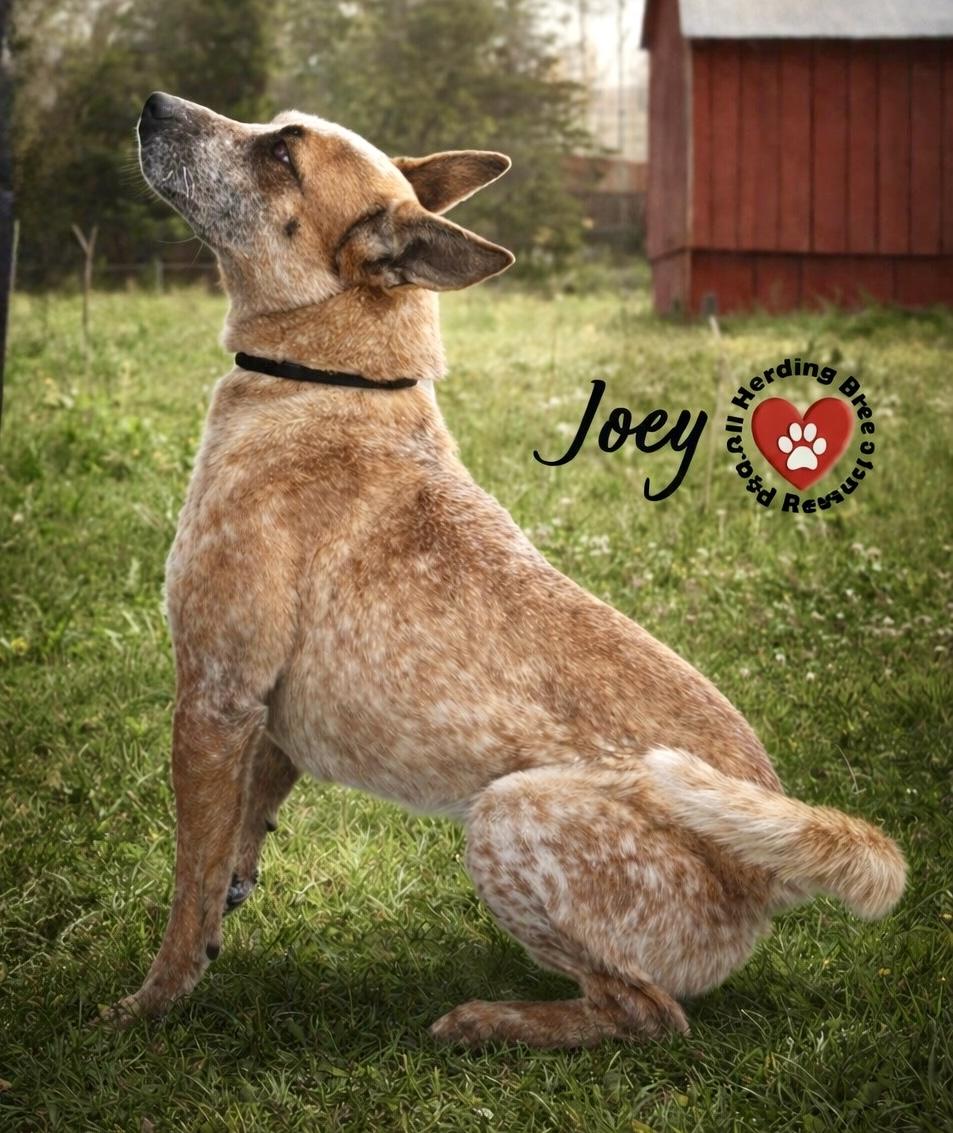 Enlarge Joey, an adoption pending Cattle Dog in Joliet, IL image 4/4