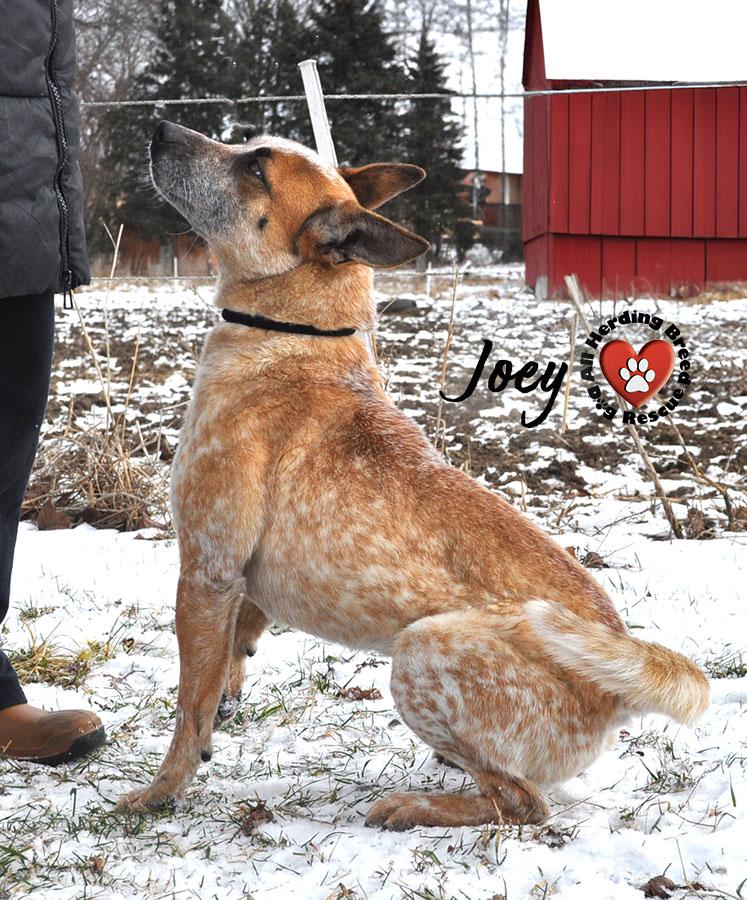 Enlarge Joey, a Adoptable Cattle Dog in Joliet, IL image 4/4