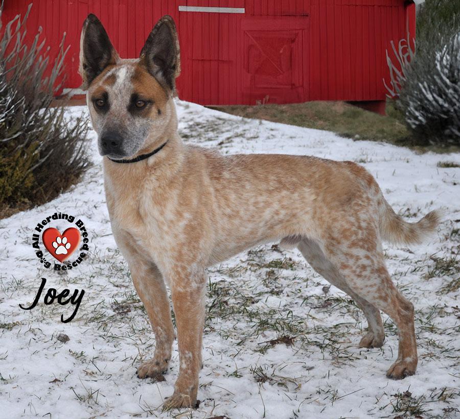 Enlarge Joey, a Adoptable Cattle Dog in Joliet, IL image 2/4