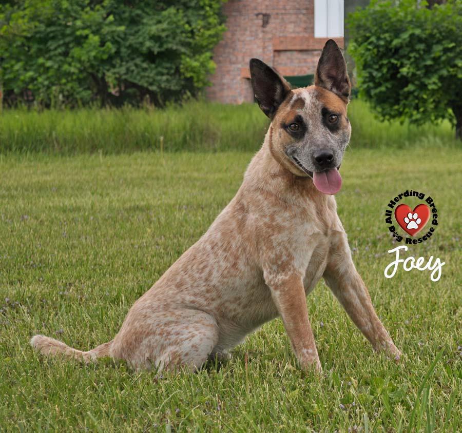 Joey, a Adoptable Cattle Dog in Joliet, IL image 1/3