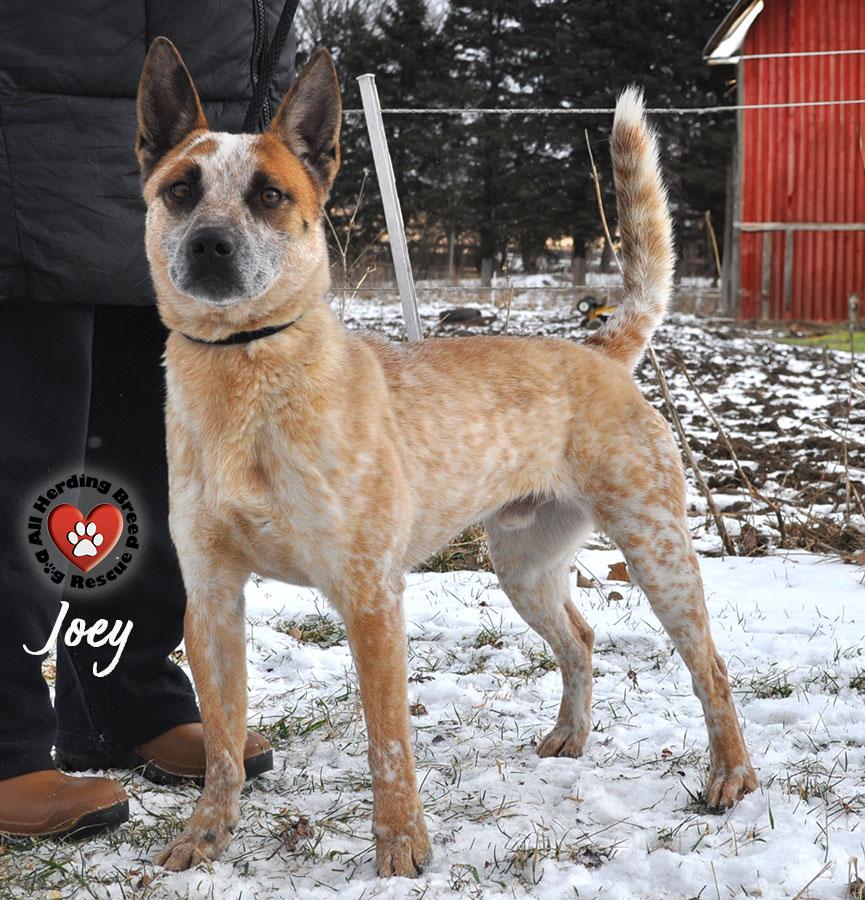 Enlarge Joey, a Adoptable Cattle Dog in Joliet, IL image 1/4