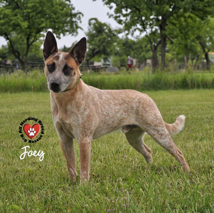 Joey, a Adoptable Cattle Dog in Joliet, IL image 2/3