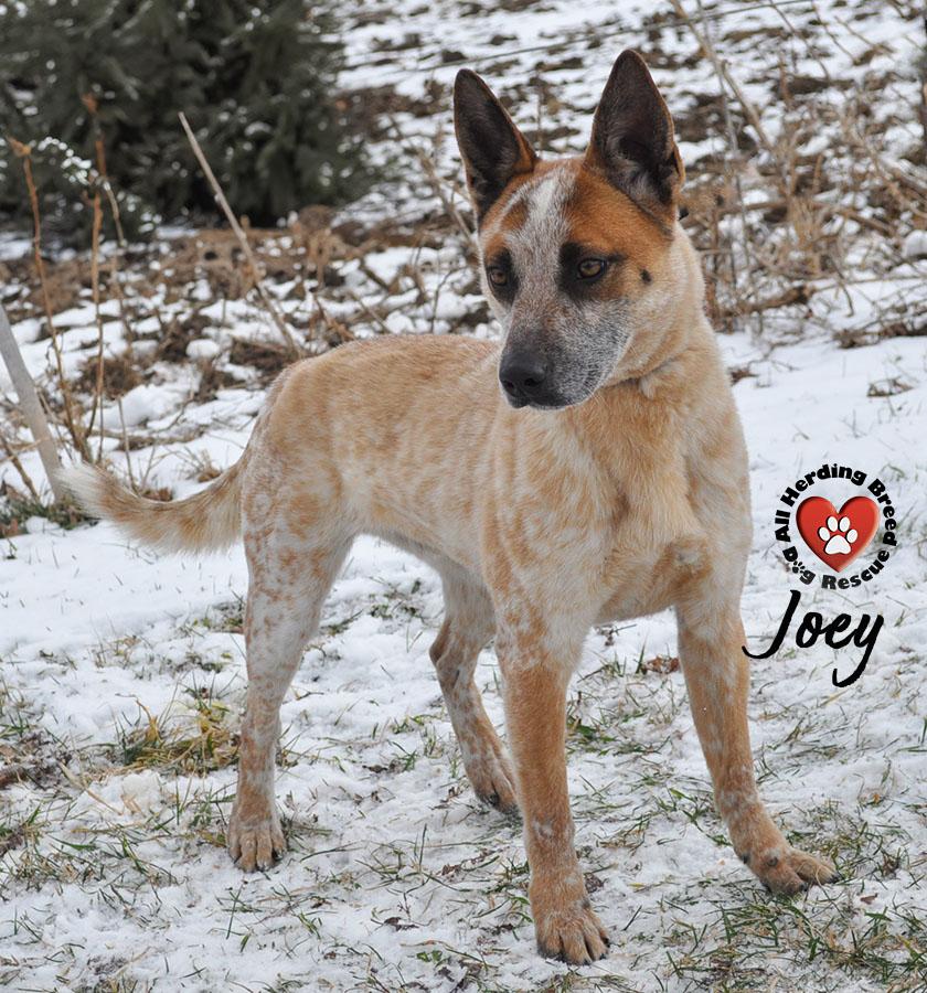 Enlarge Joey, a Adoptable Cattle Dog in Joliet, IL image 3/4