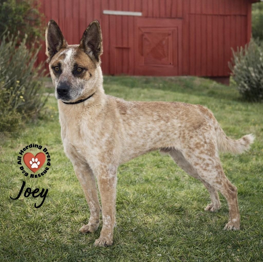 Enlarge Joey, an adoption pending Cattle Dog in Joliet, IL image 3/4