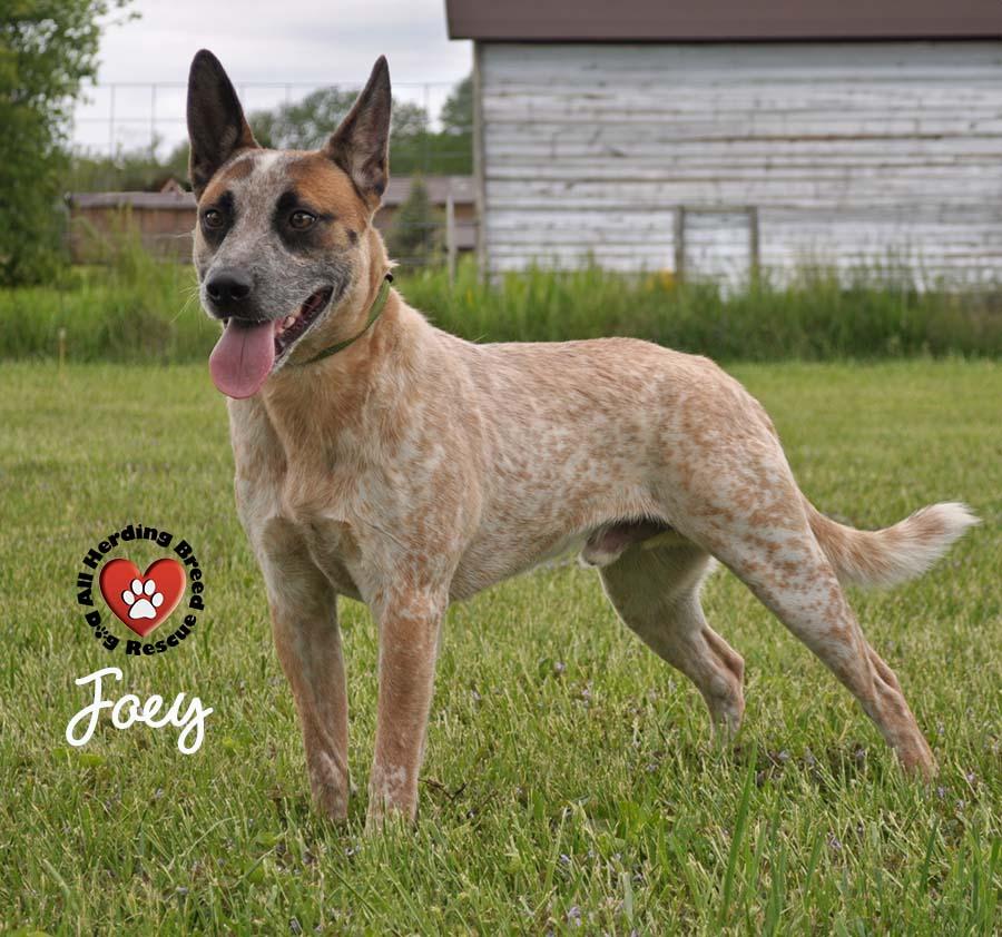 Joey, a Adoptable Cattle Dog in Joliet, IL image 3/3
