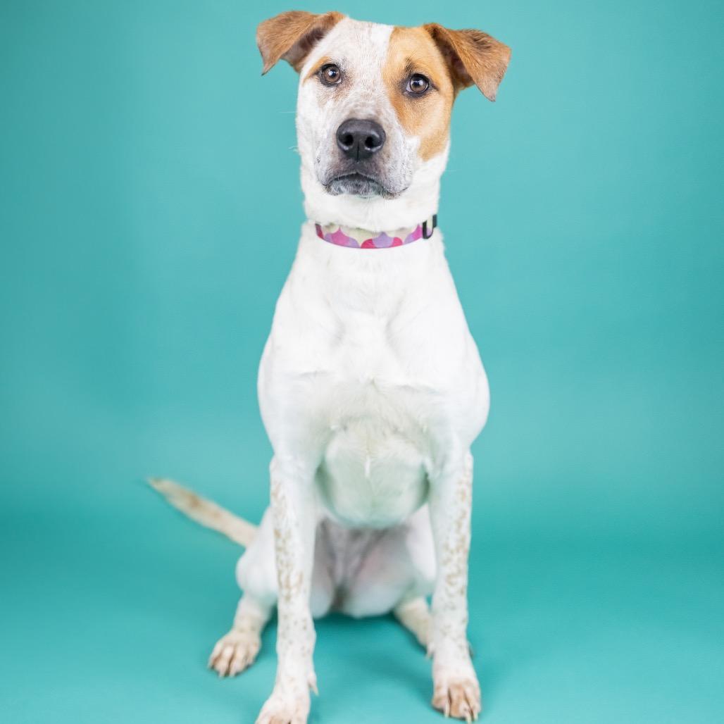 Jazzy, Adoptable, Young Female Hound & Cattle Dog.