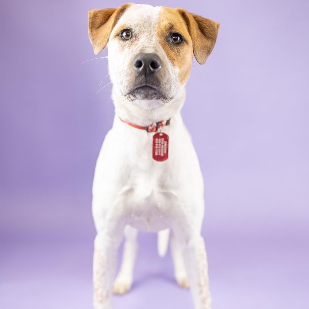 Enlarge Jazzy, a Adoptable mixed breed in Portland, OR image 2/2