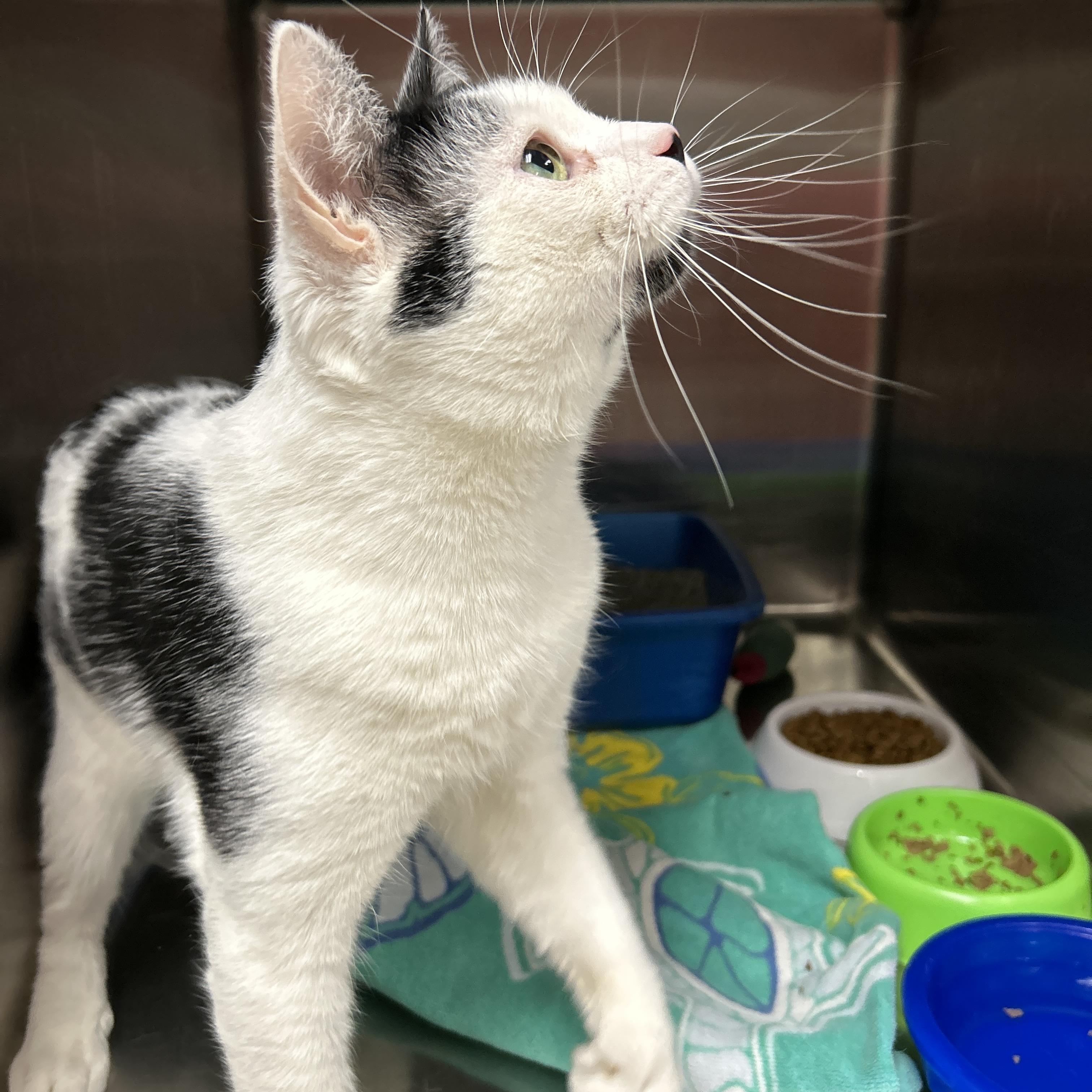 Butterfinger, an adopted Domestic Short Hair in La Grange Park, IL image 4/5