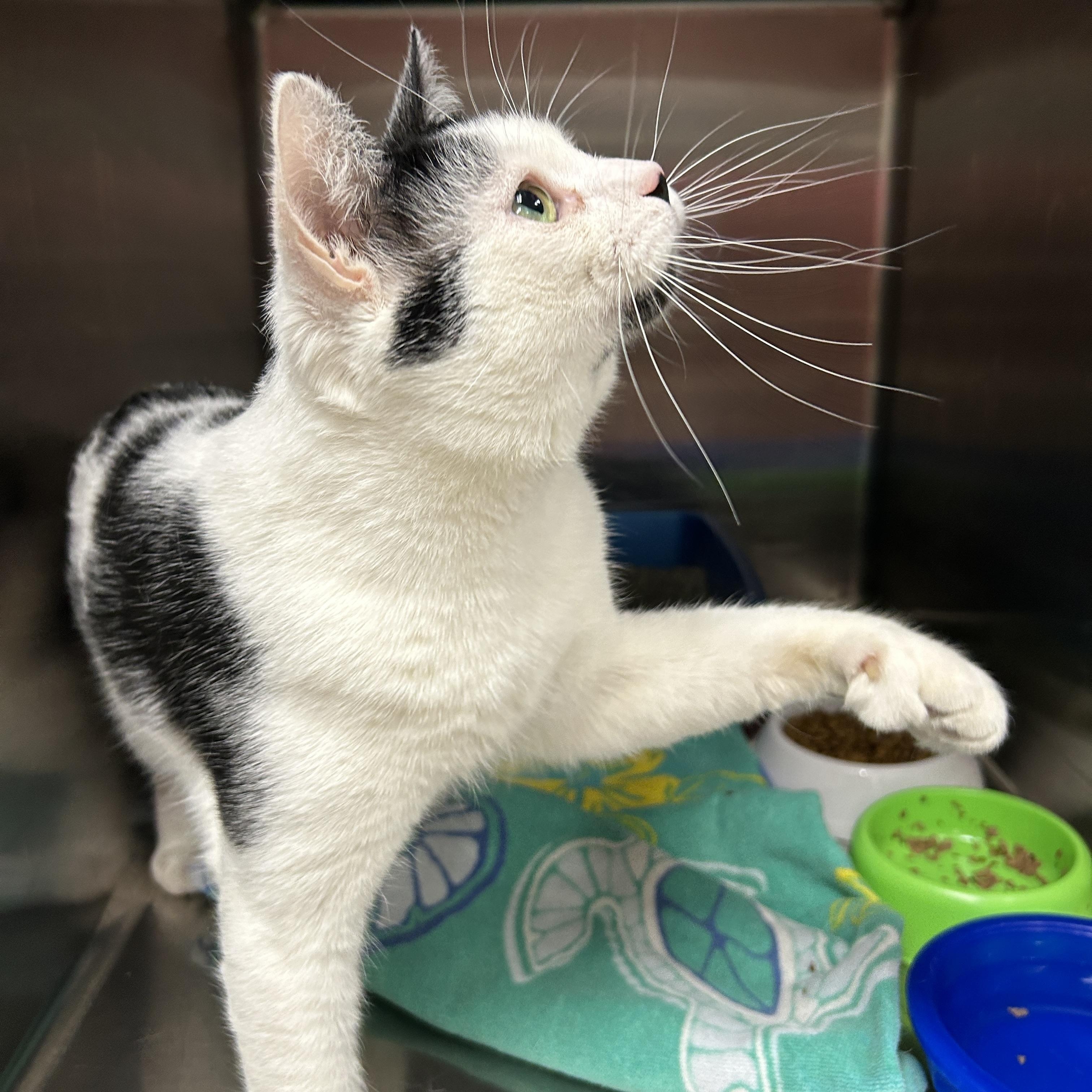 Butterfinger, adopted, Adult Male Domestic Short Hair.