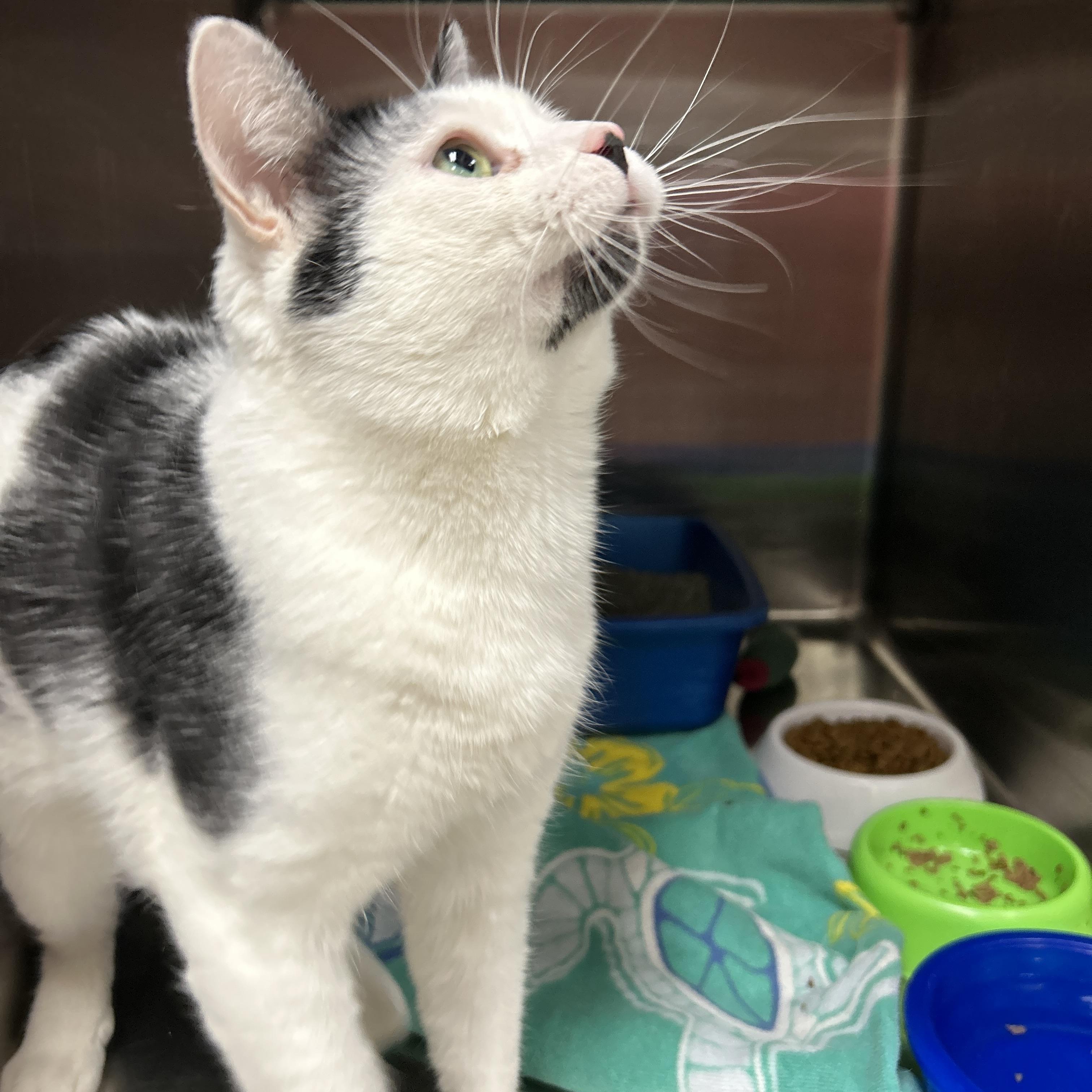 Butterfinger, an adopted Domestic Short Hair in La Grange Park, IL image 2/5