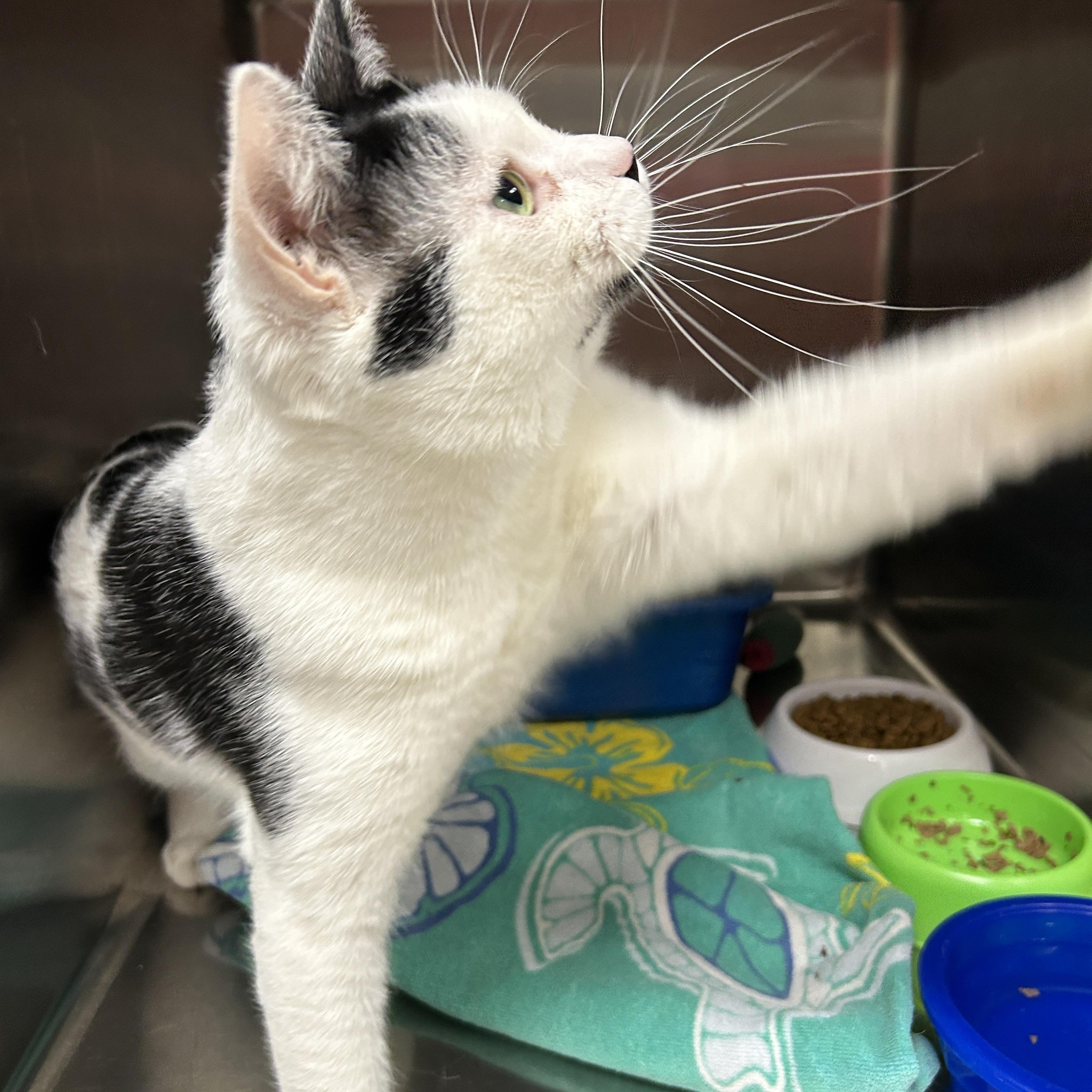 Butterfinger, an adopted Domestic Short Hair in La Grange Park, IL image 3/5