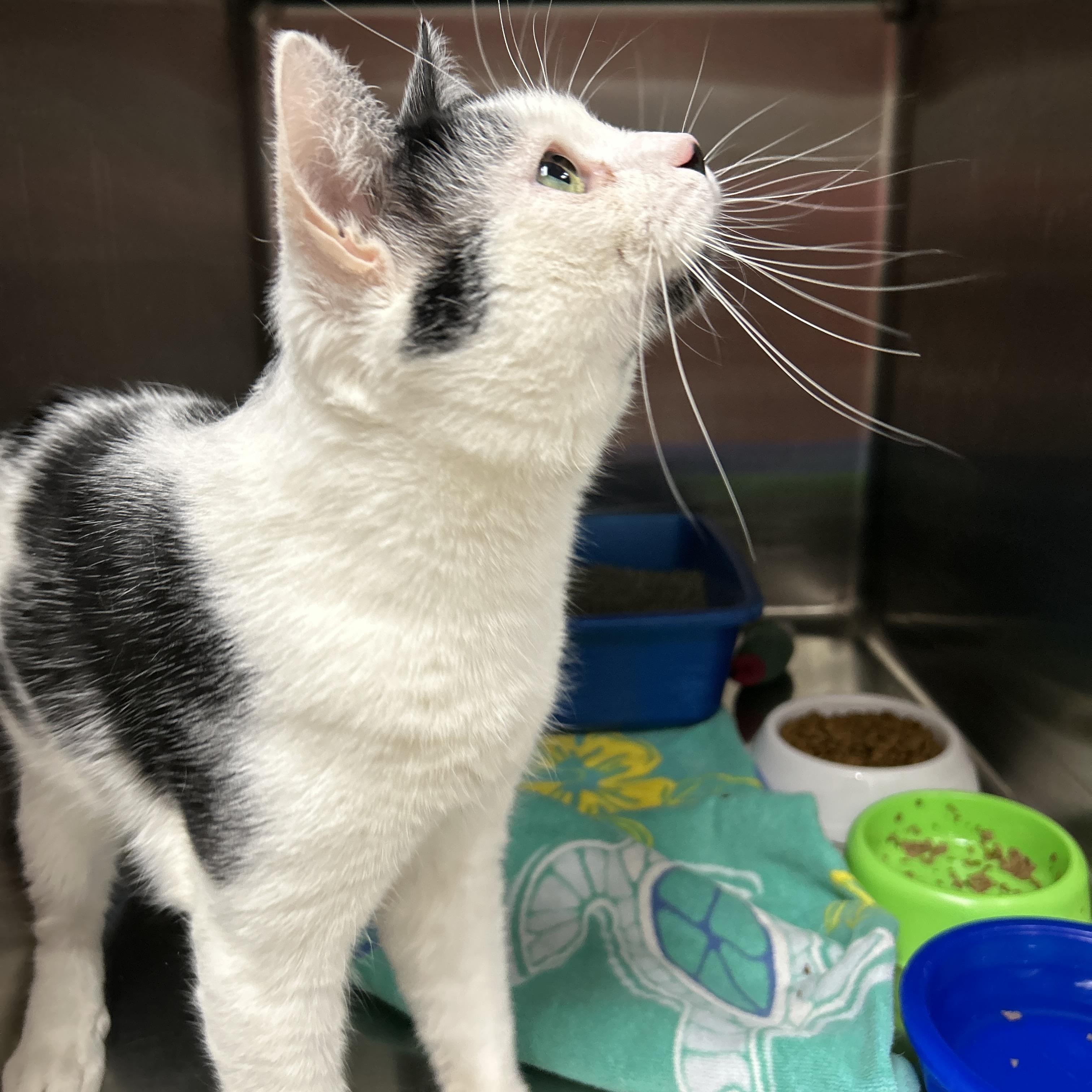 Butterfinger, an adopted Domestic Short Hair in La Grange Park, IL image 5/5