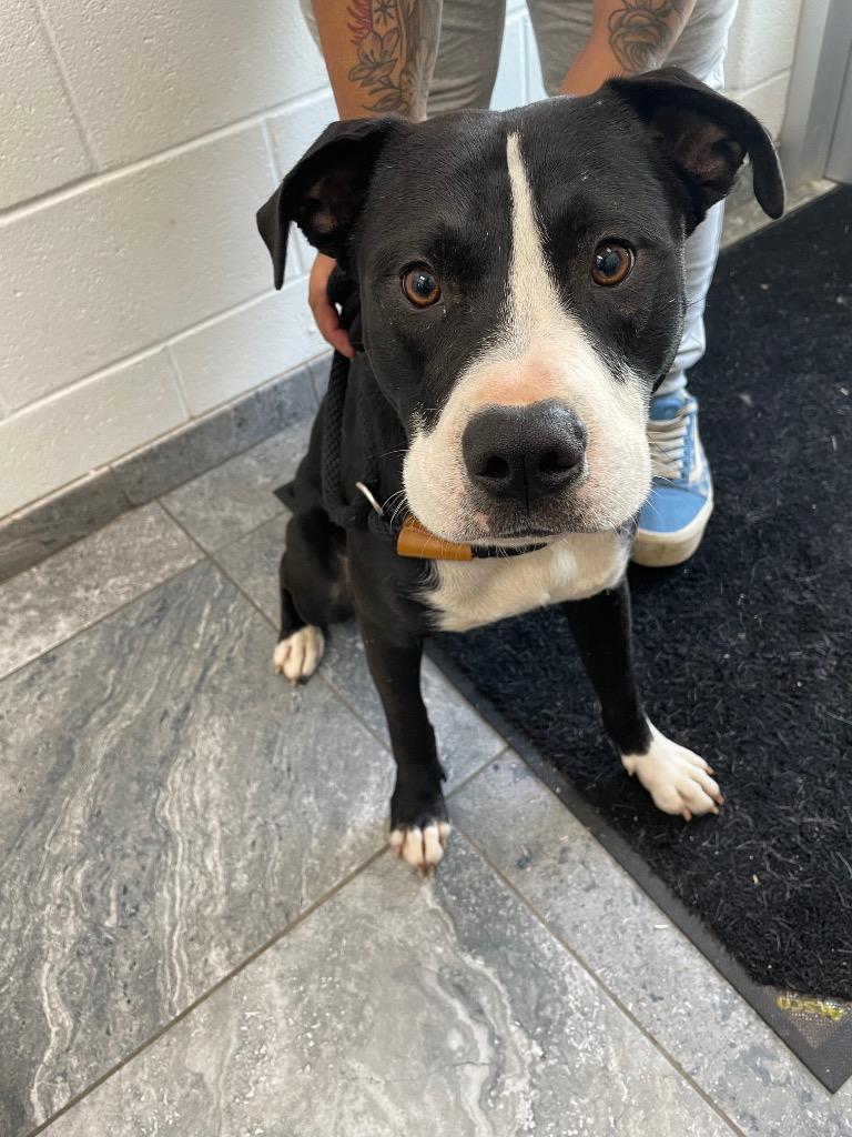 Enlarge Chiste, a Adoptable mixed breed in Oxford, NC image 1/1