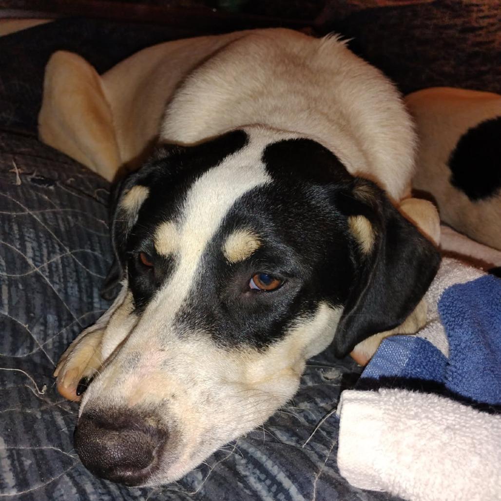 Zero, Adoptable, Adult Female Australian Cattle Dog / Blue Heeler & Husky.