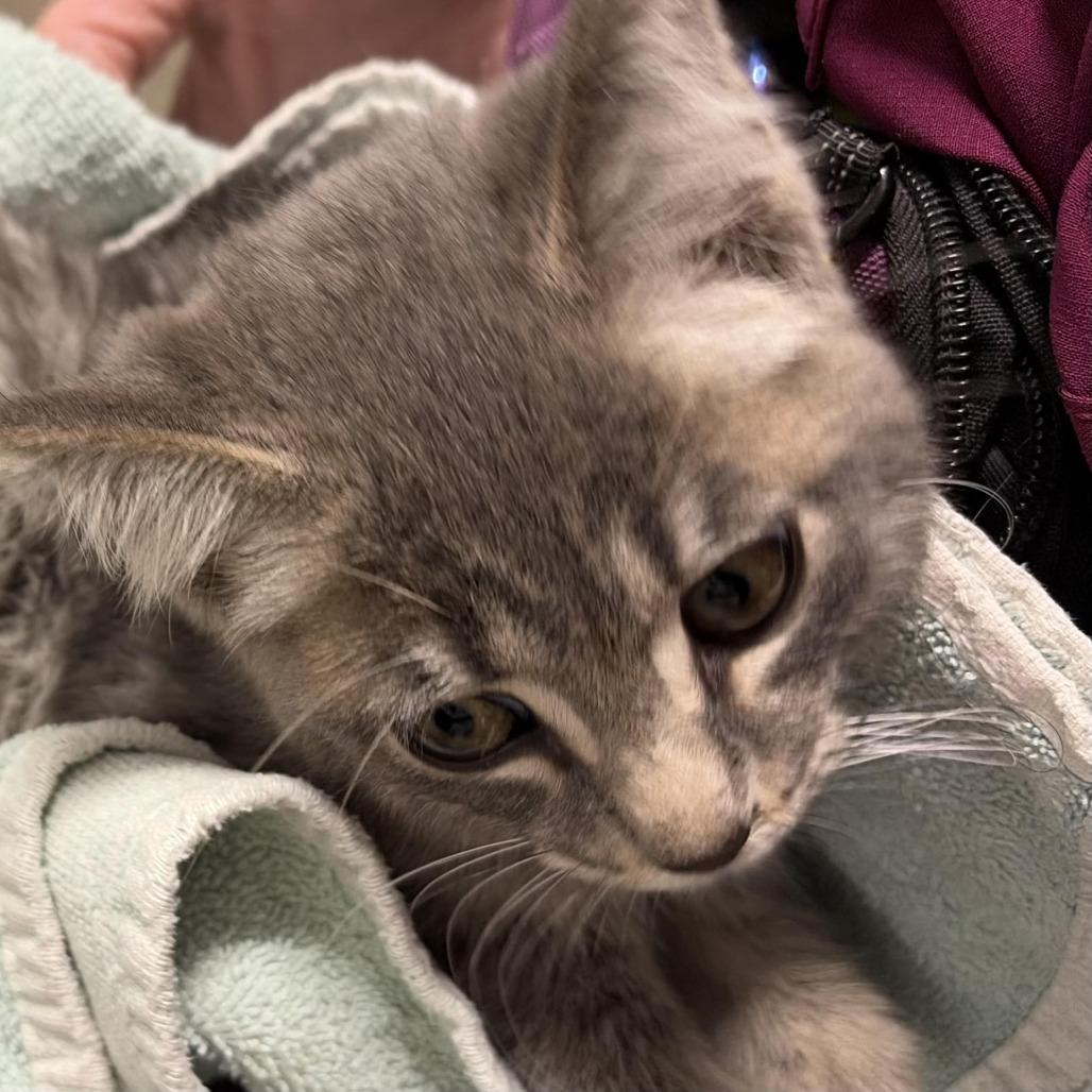 STRAY KITTEN "Pickles", Adoptable, Kitten Male Domestic Short Hair.
