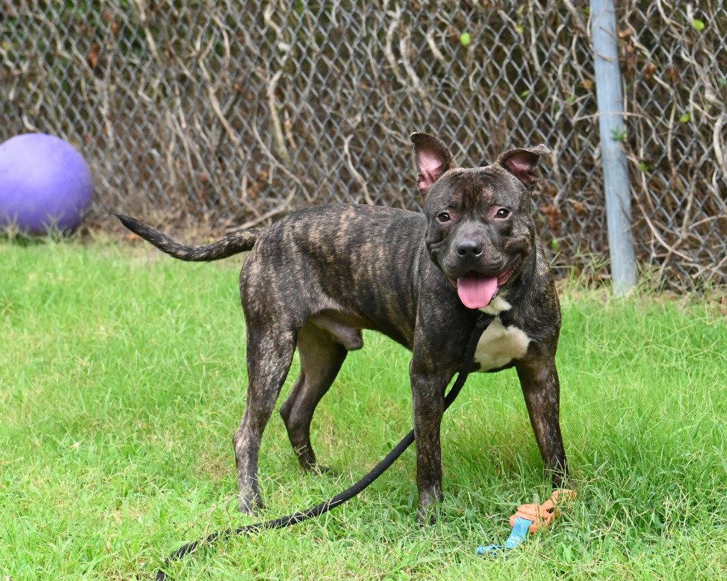 DI 87 Zeke, Adoptable, Young Male Pit Bull Terrier.