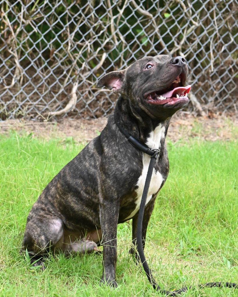 Enlarge DI 87 Zeke, a Adoptable Pit Bull Terrier in Glen Allen, VA image 2/3
