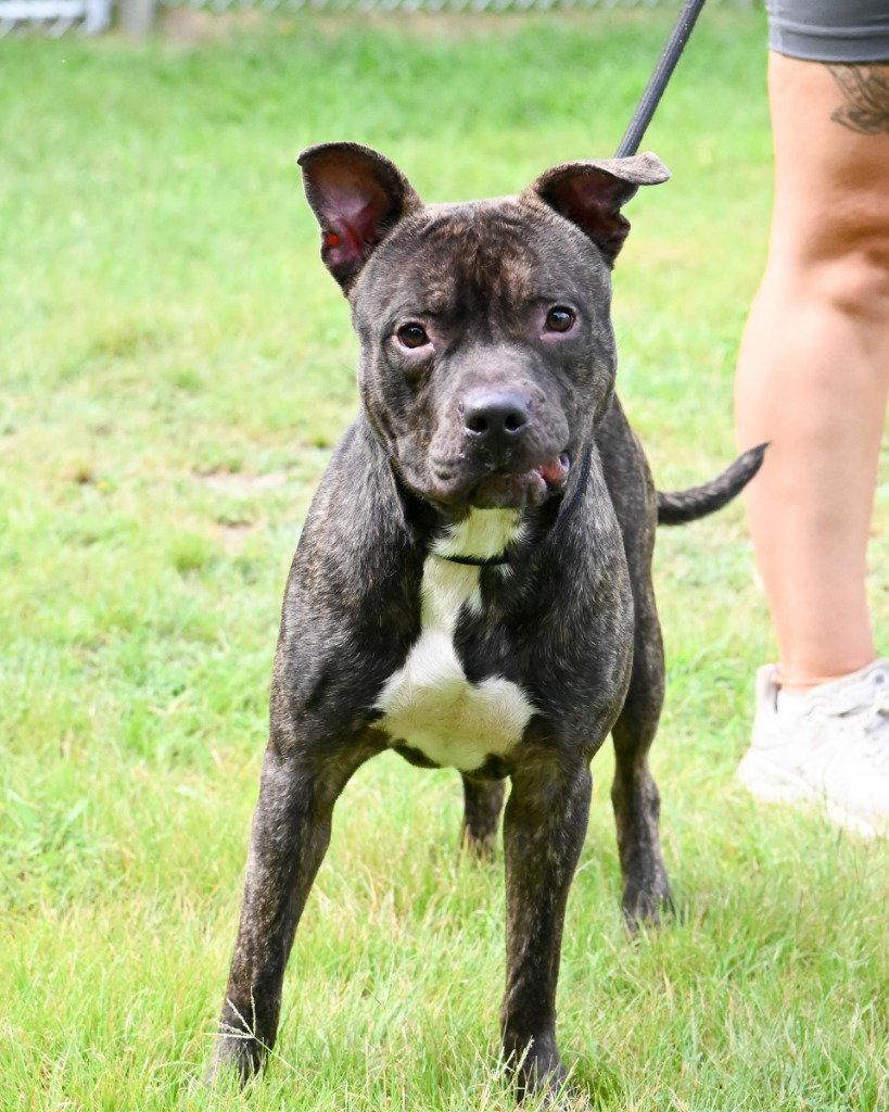 Enlarge DI 87 Zeke, a Adoptable Pit Bull Terrier in Glen Allen, VA image 3/3