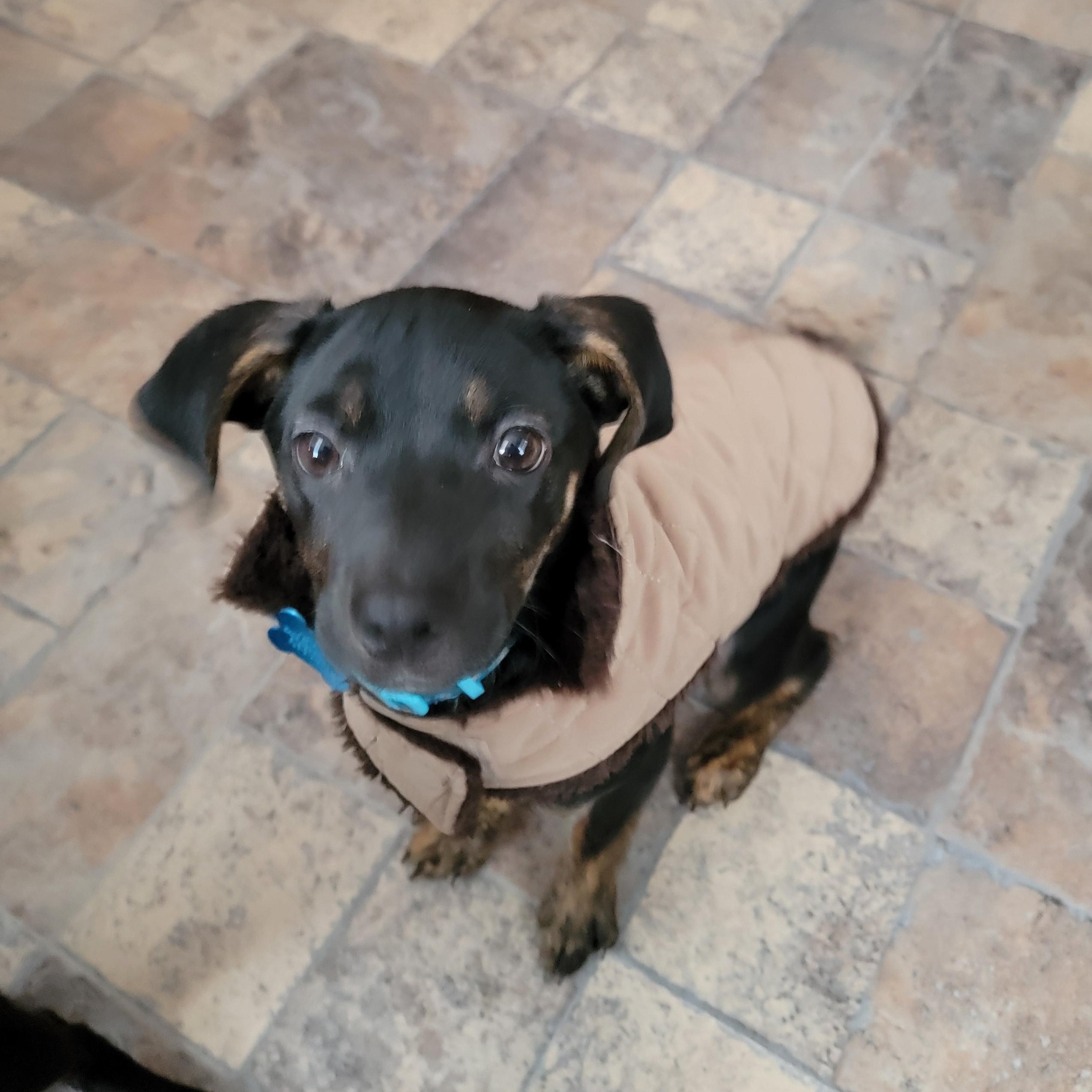 Cookie, a ADOPTABLE mixed breed in Minneapolis, MN image 1/5