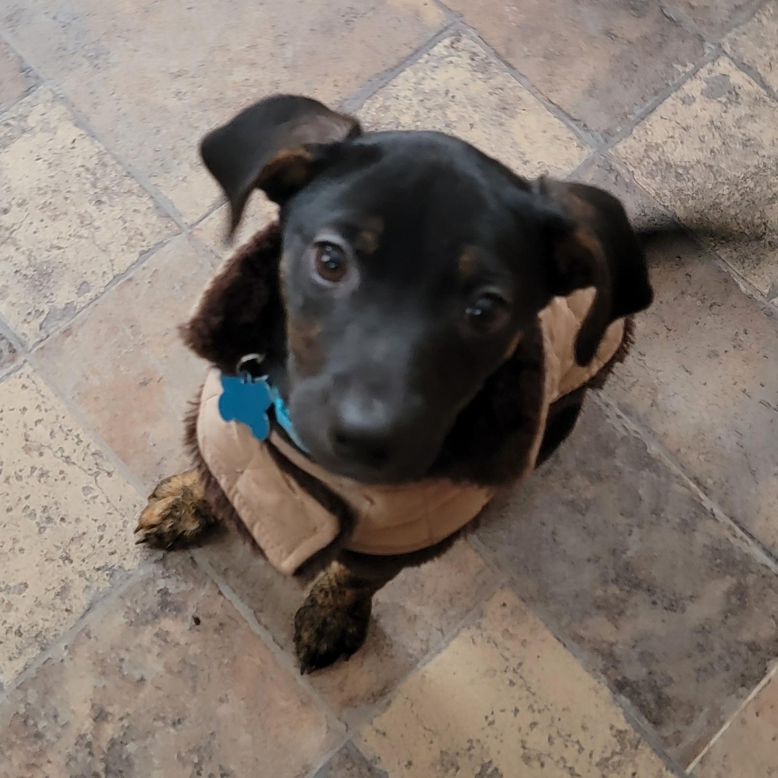 Cookie, a ADOPTABLE mixed breed in Minneapolis, MN image 2/5