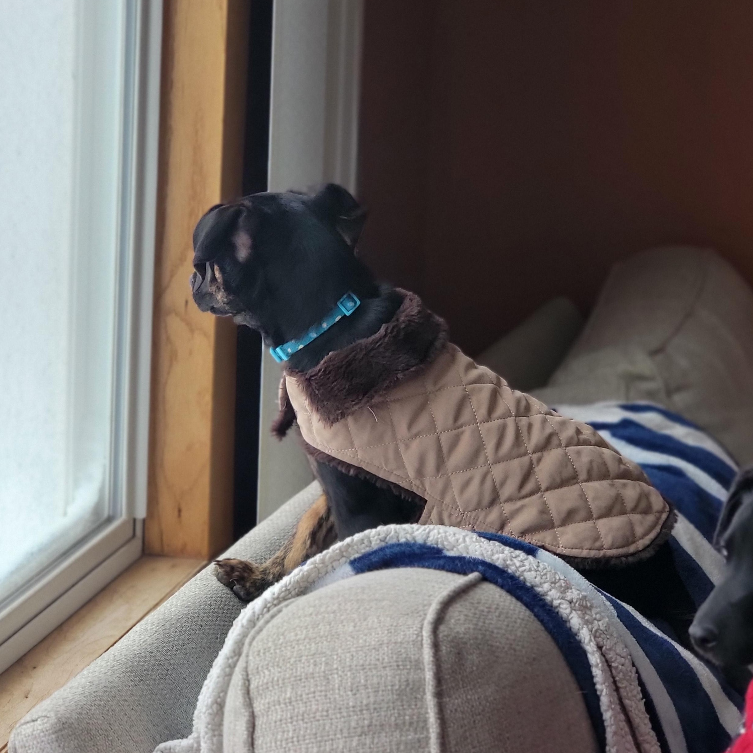 Cookie, a ADOPTABLE mixed breed in Minneapolis, MN image 3/5