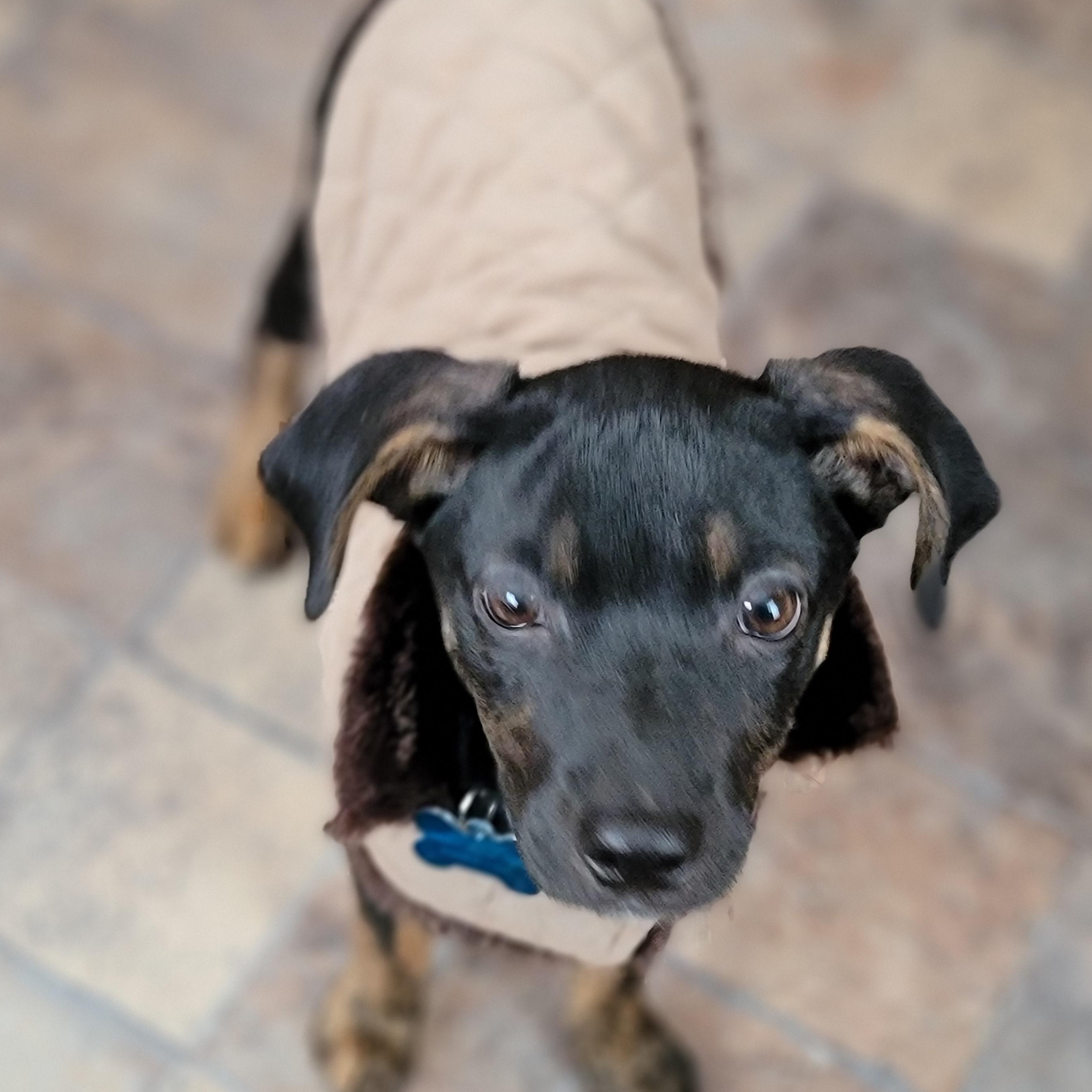 Cookie, a ADOPTABLE mixed breed in Minneapolis, MN image 4/5