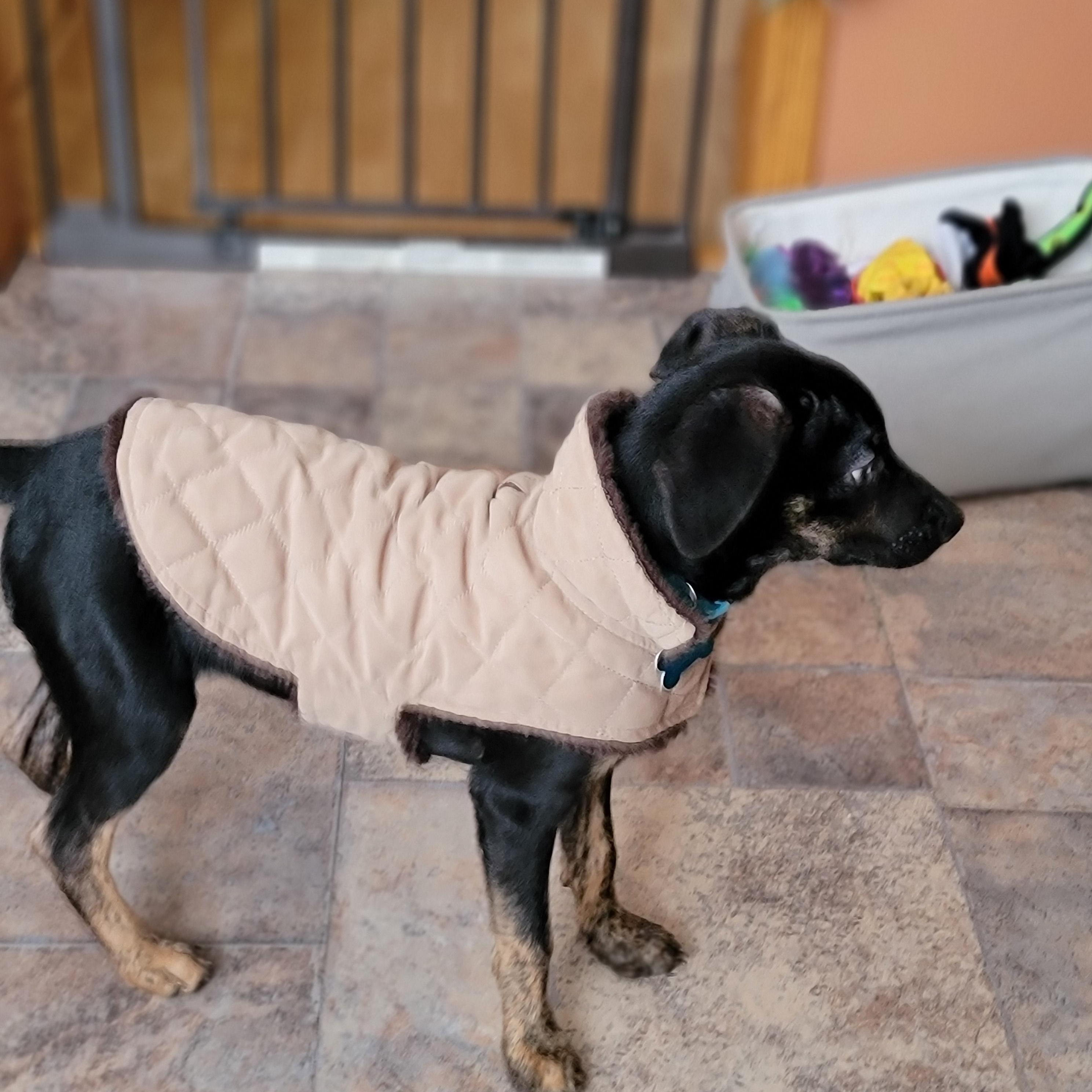 Cookie, a ADOPTABLE mixed breed in Minneapolis, MN image 5/5