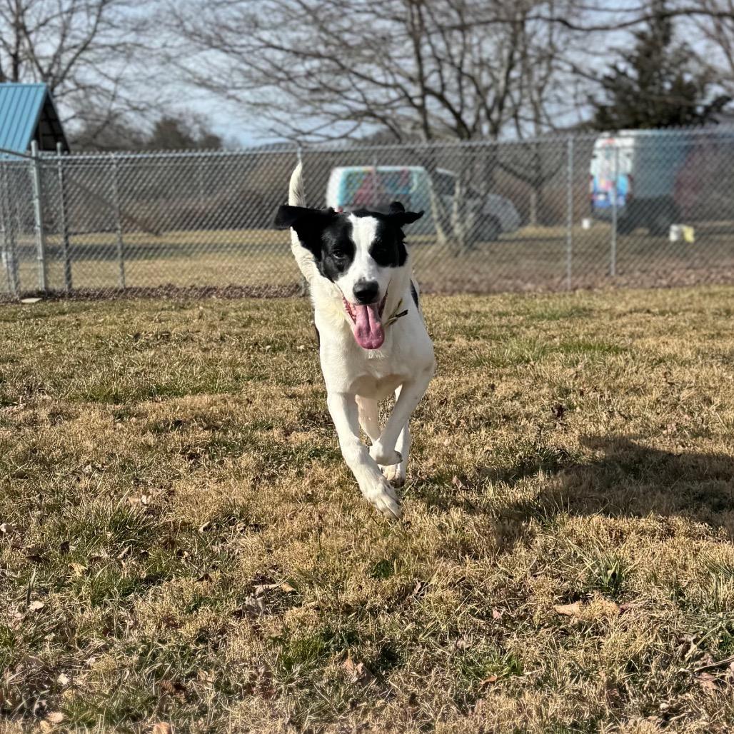 Dolly Parton, Adoptable, Adult Female Mixed Breed.