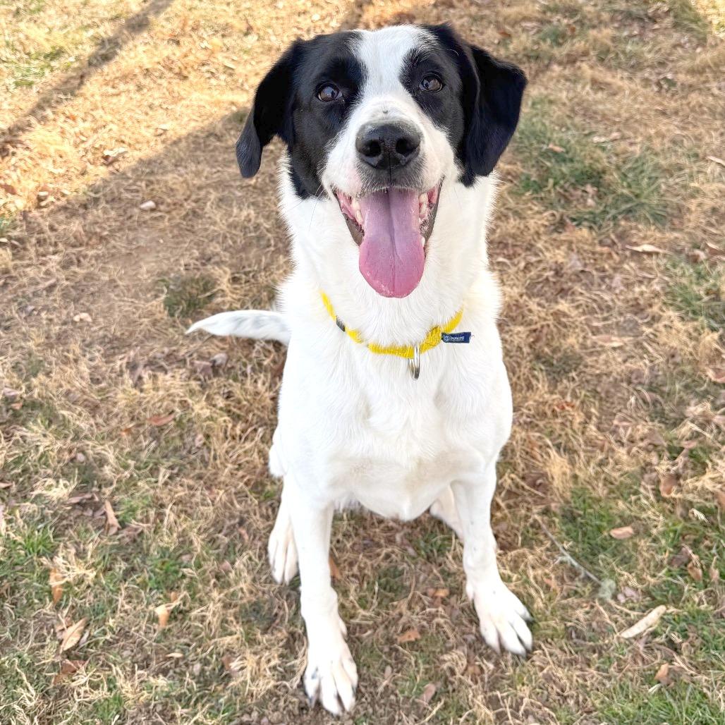 Enlarge Dolly Parton, a Adoptable Mixed Breed in Hendersonville, NC image 3/6