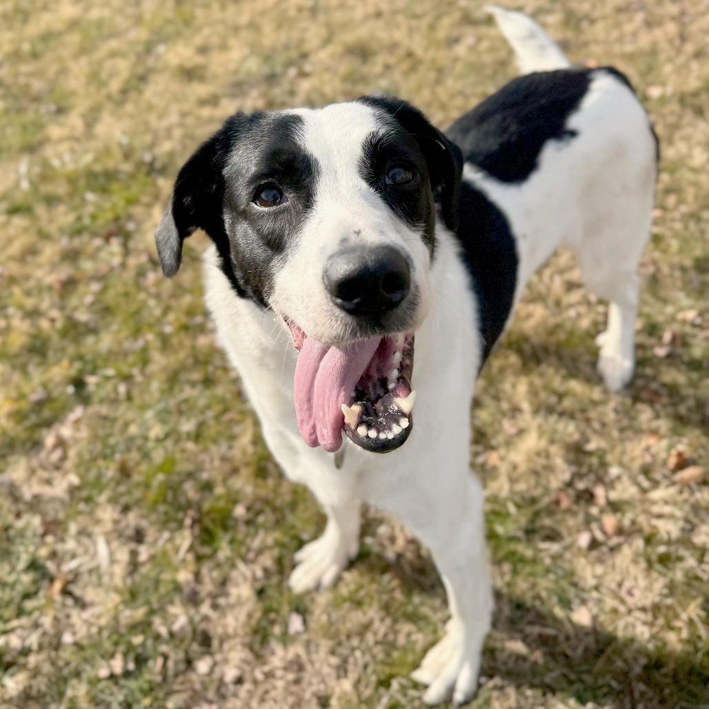 Enlarge Dolly Parton, a Adoptable Mixed Breed in Hendersonville, NC image 4/6