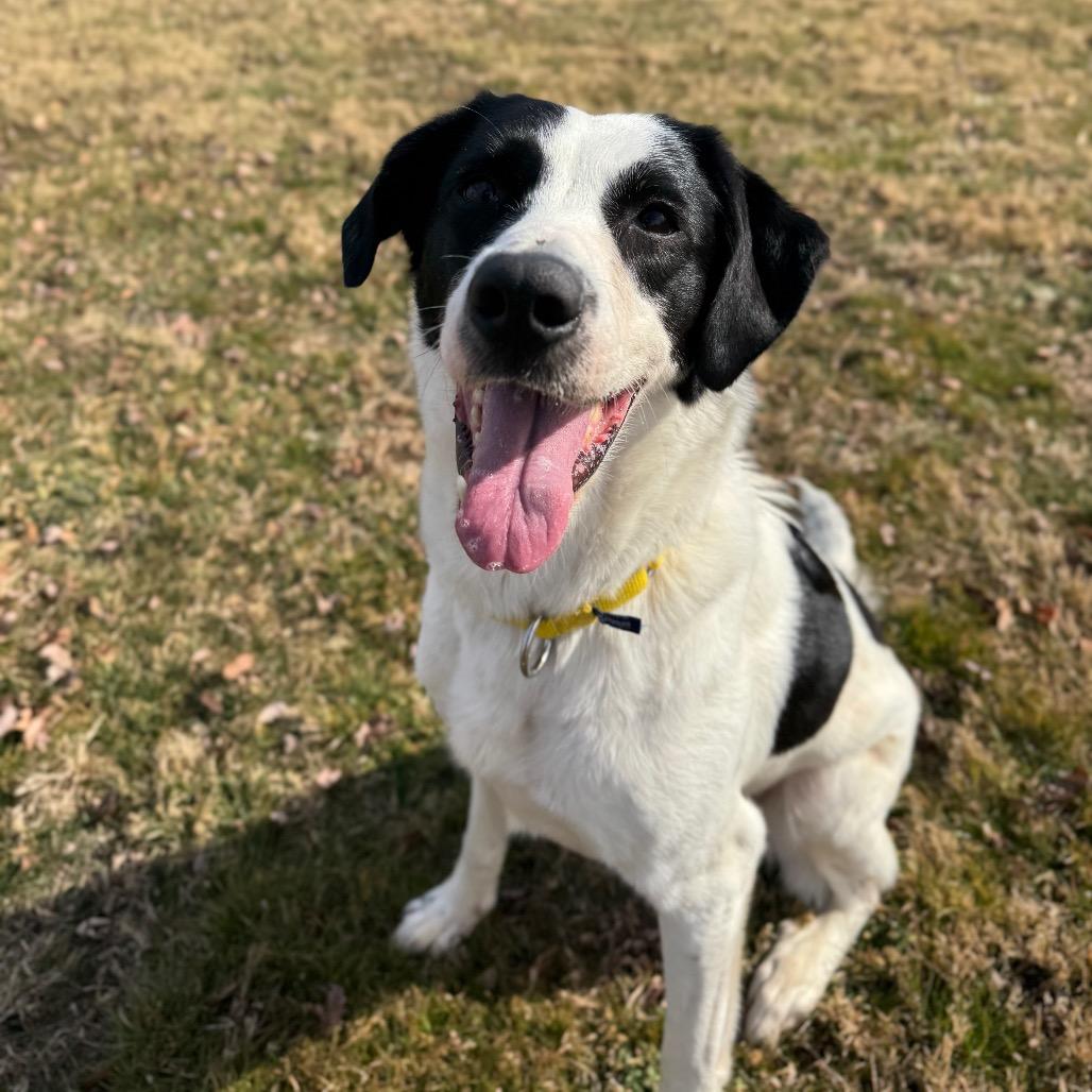 Enlarge Dolly Parton, a Adoptable Mixed Breed in Hendersonville, NC image 6/6