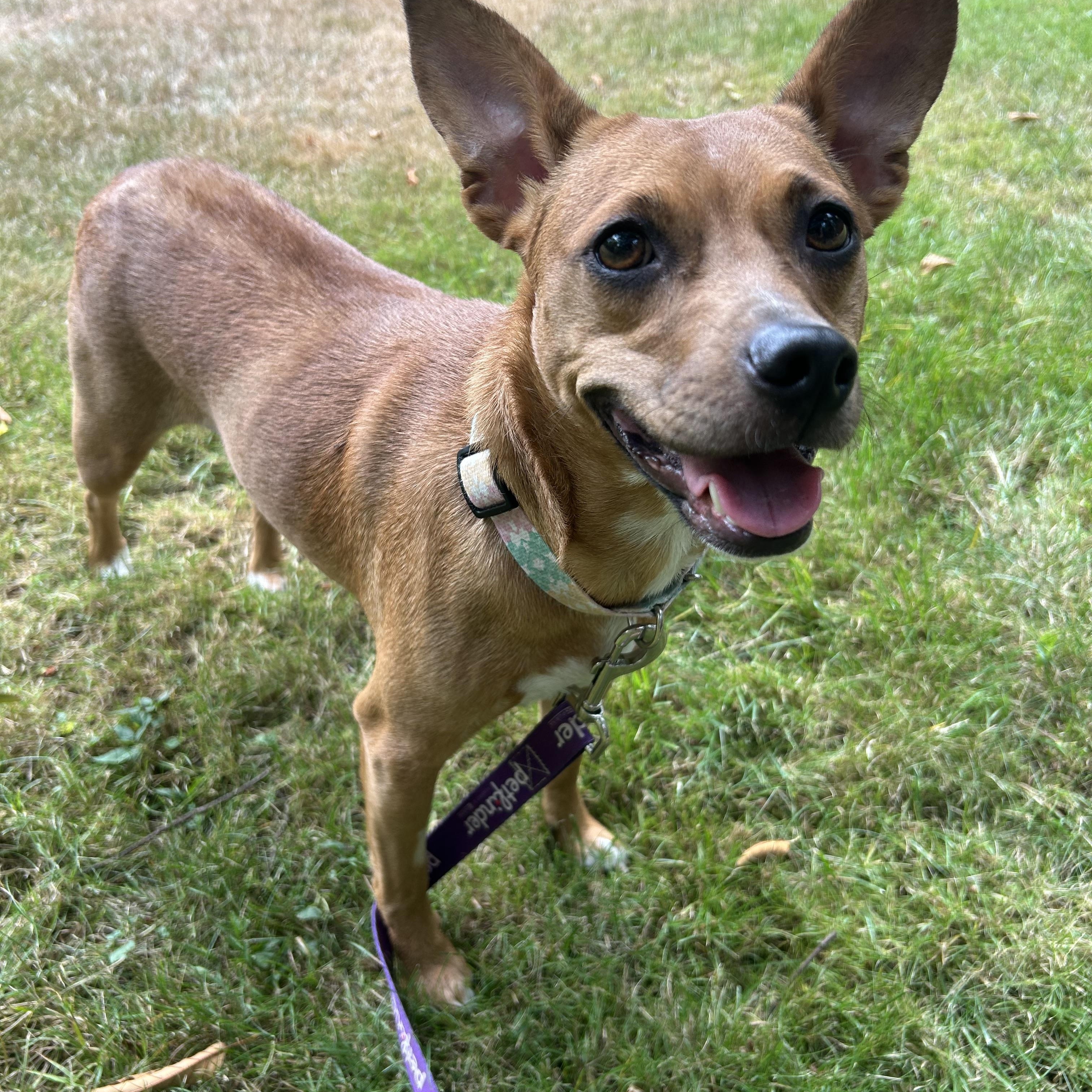 Enlarge Lil Bit, a Adoptable mixed breed in Auburn, WA image 2/4