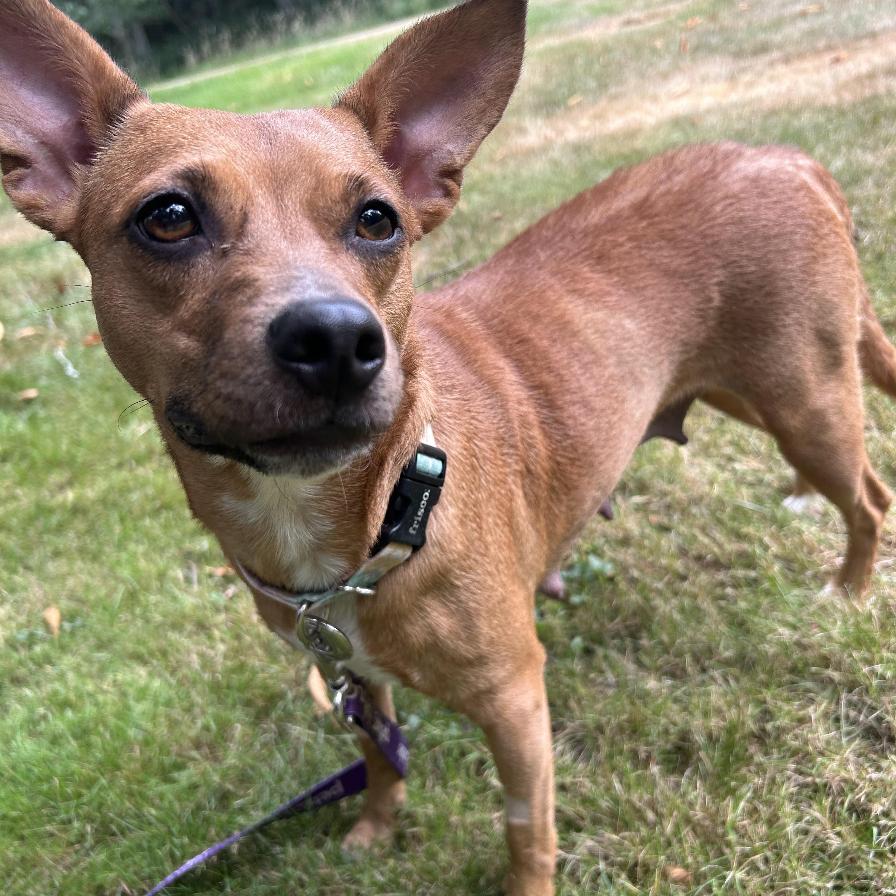 Enlarge Lil Bit, a Adoptable mixed breed in Auburn, WA image 4/4