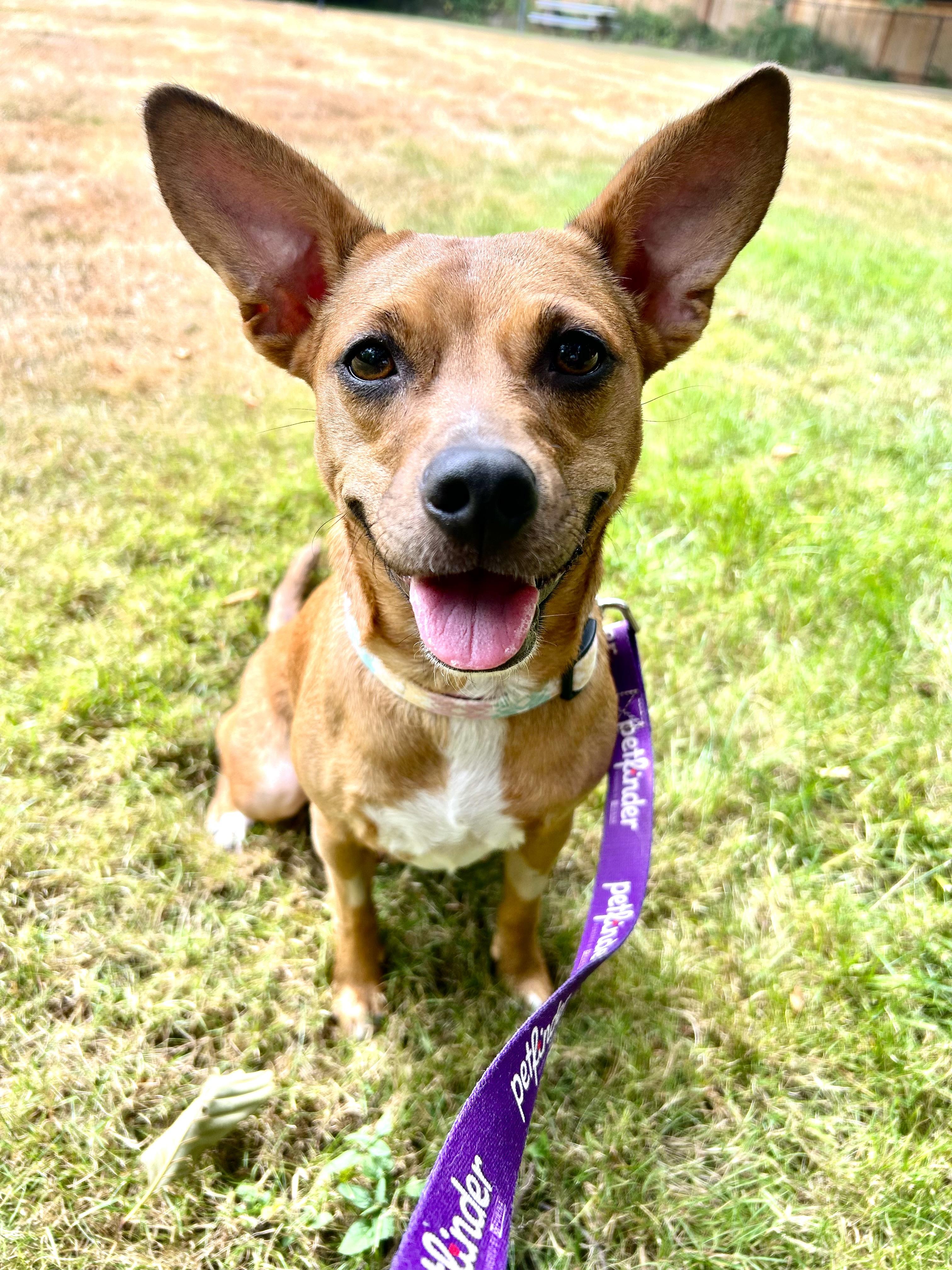 Enlarge Lil Bit, a Adoptable mixed breed in Auburn, WA image 1/4
