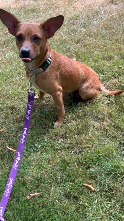 Enlarge Lil Bit, a Adoptable mixed breed in Auburn, WA video 3/4