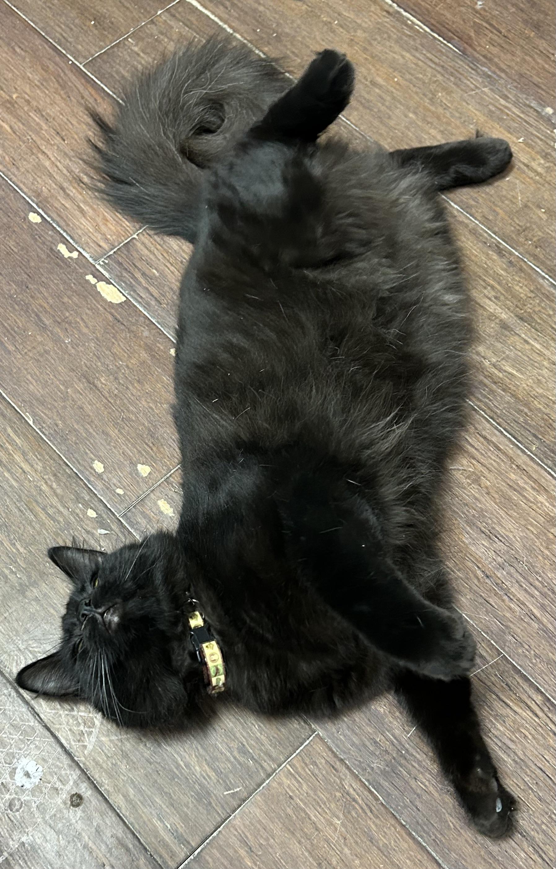 Enlarge Michael Angelo , an adopted Domestic Long Hair in Orange, CA image 1/4