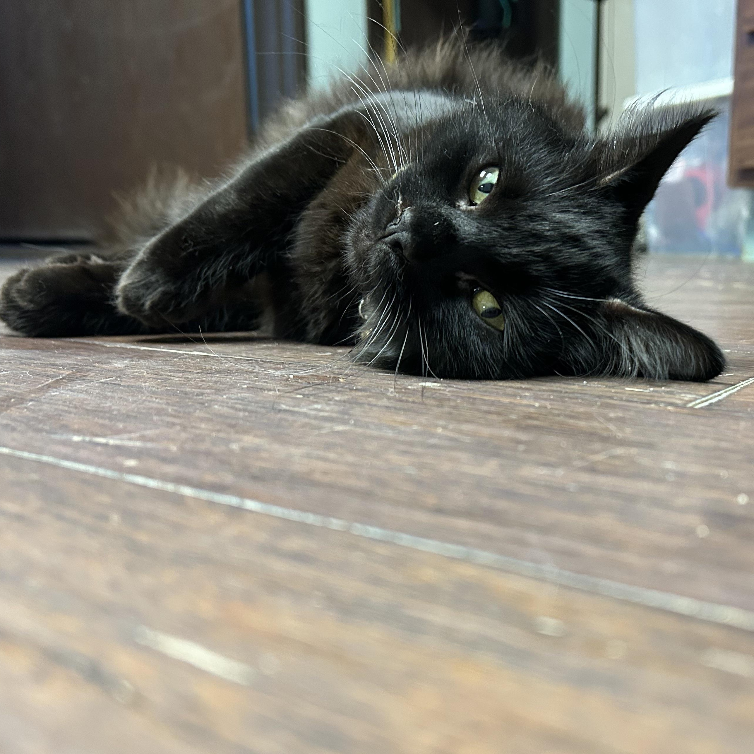Enlarge Michael Angelo , an adopted Domestic Long Hair in Orange, CA image 2/4