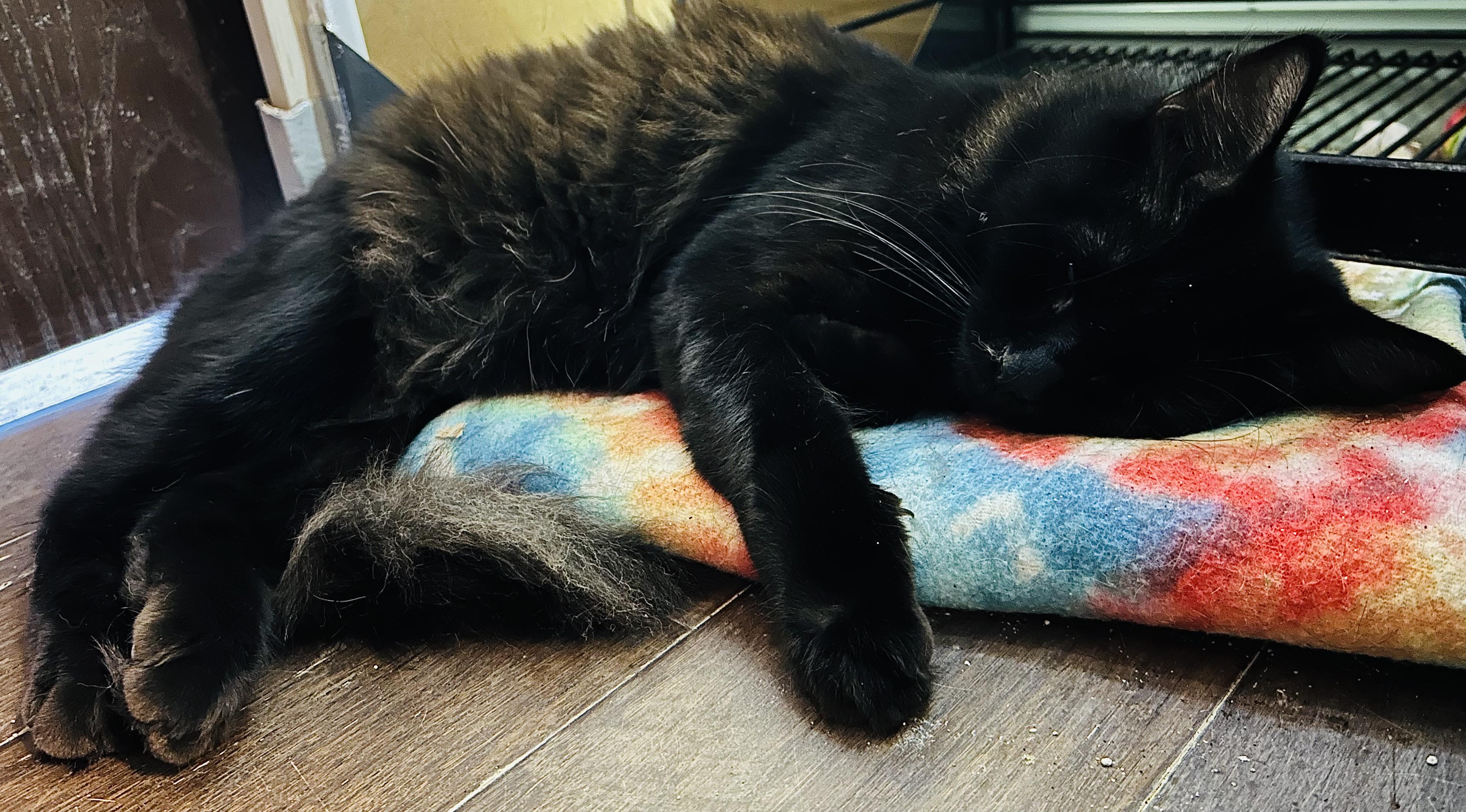 Enlarge Michael Angelo , an adopted Domestic Long Hair in Orange, CA image 3/4