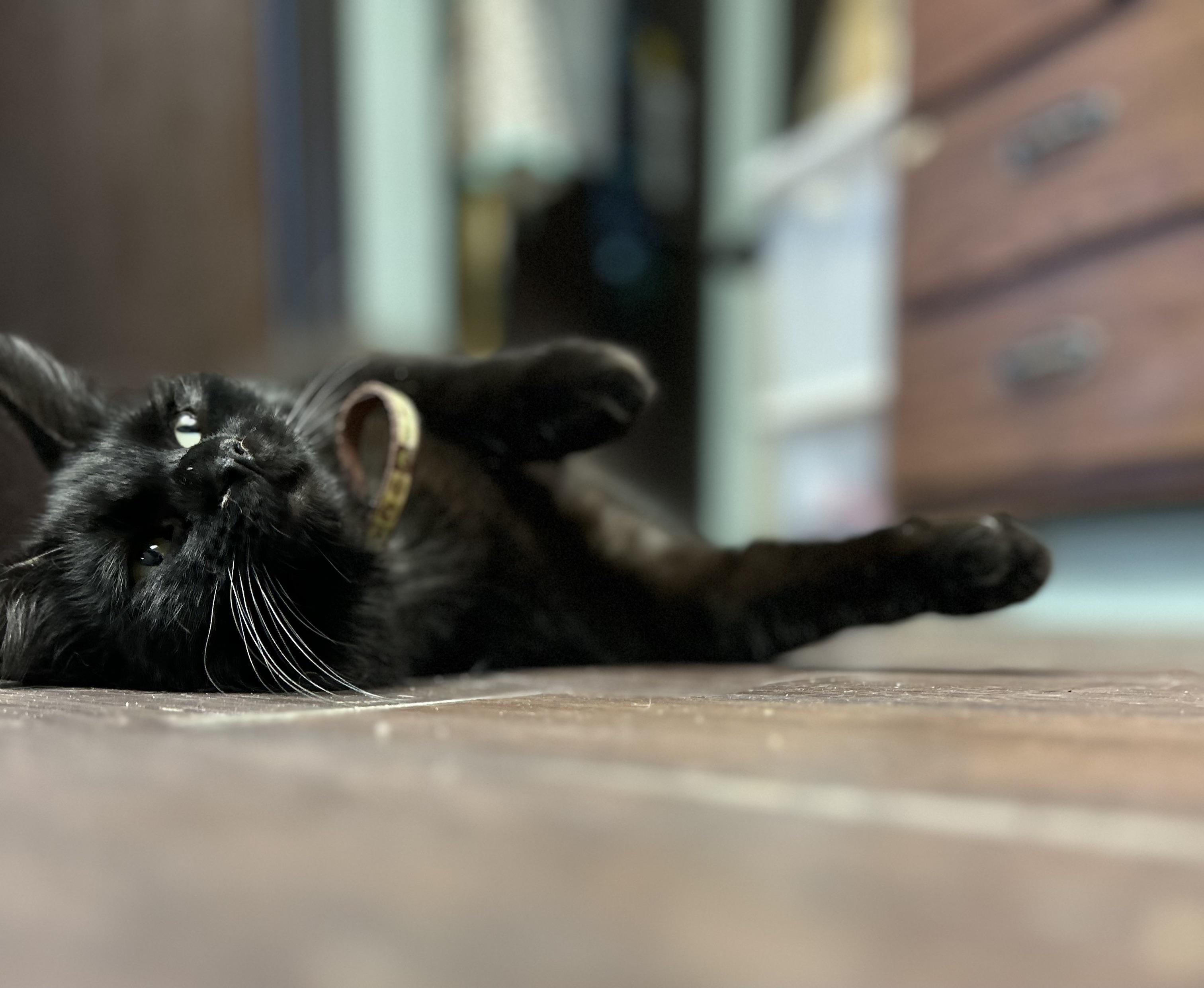 Enlarge Michael Angelo , an adopted Domestic Long Hair in Orange, CA image 4/4