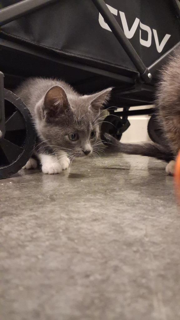 Wilma, Adoptable, Kitten Female Domestic Short Hair.