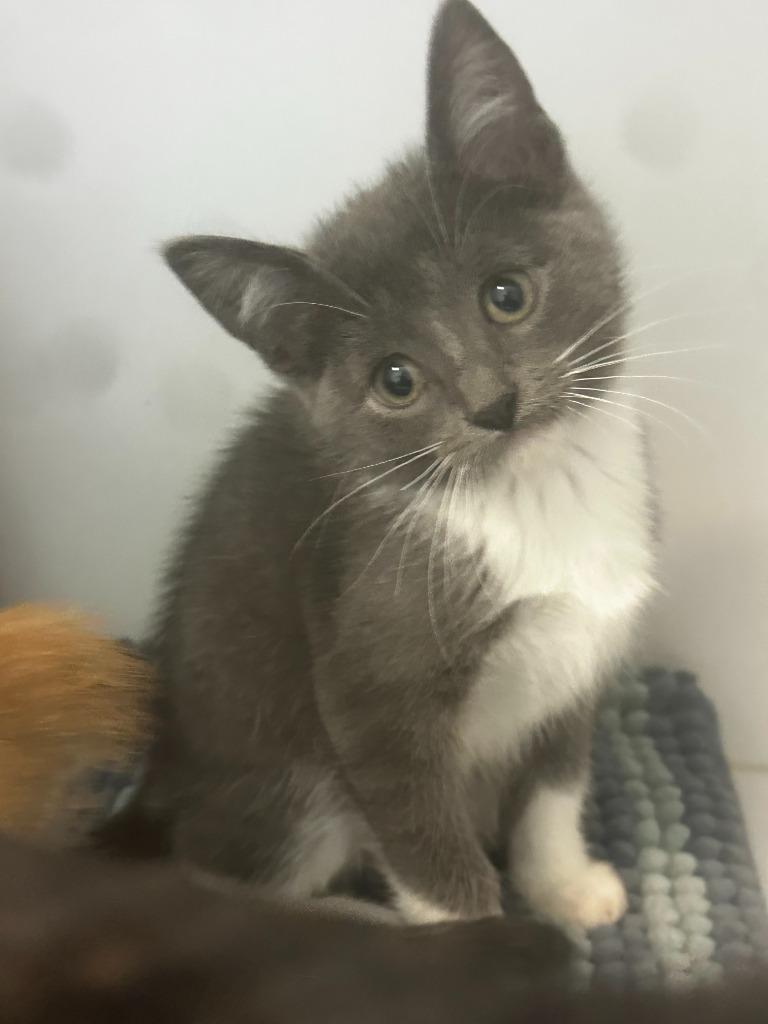 Wilma, a Adoptable mixed breed in Neosho, MO image 2/2