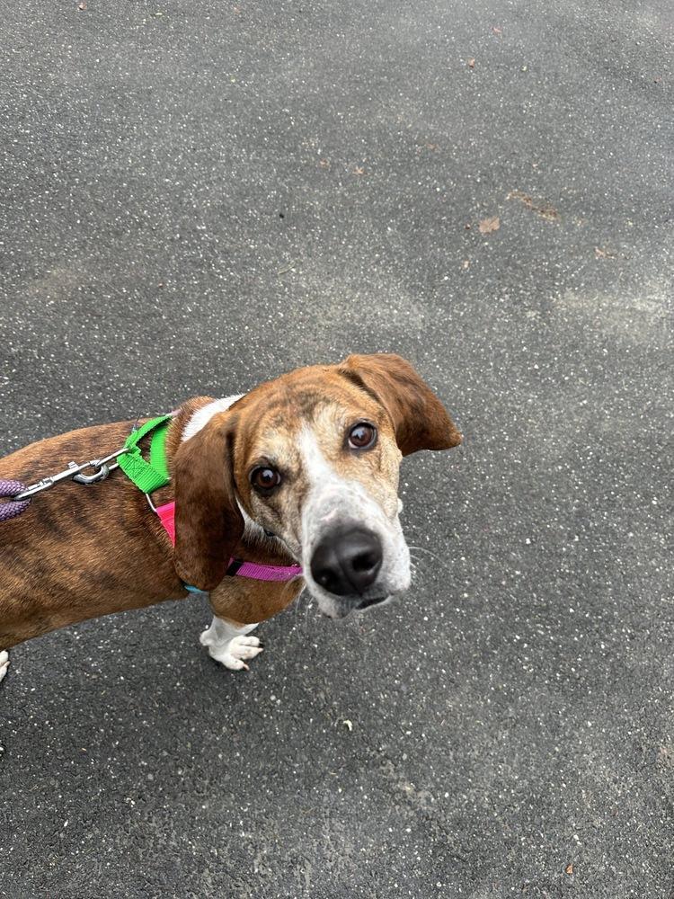 Willard, Adopted, Adult Male Hound.