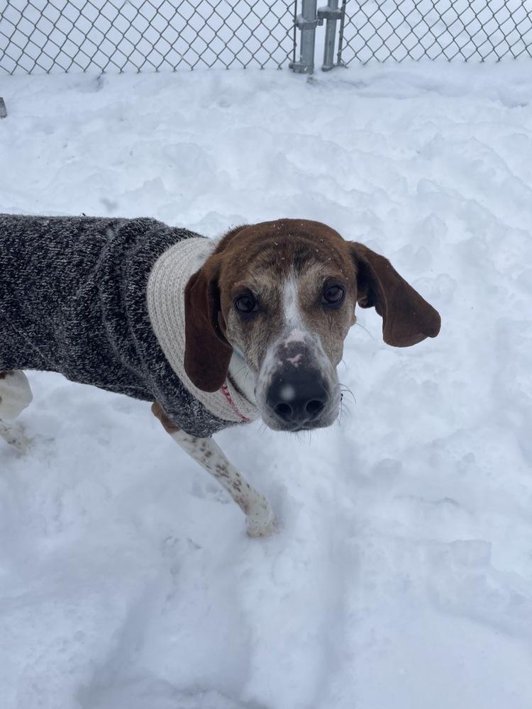 Willard, a Adopted Hound in Trenton, ME image 2/3