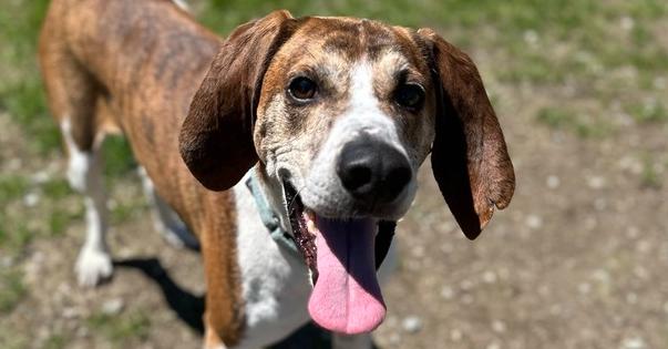 Willard, Adopted, Adult Male Hound.