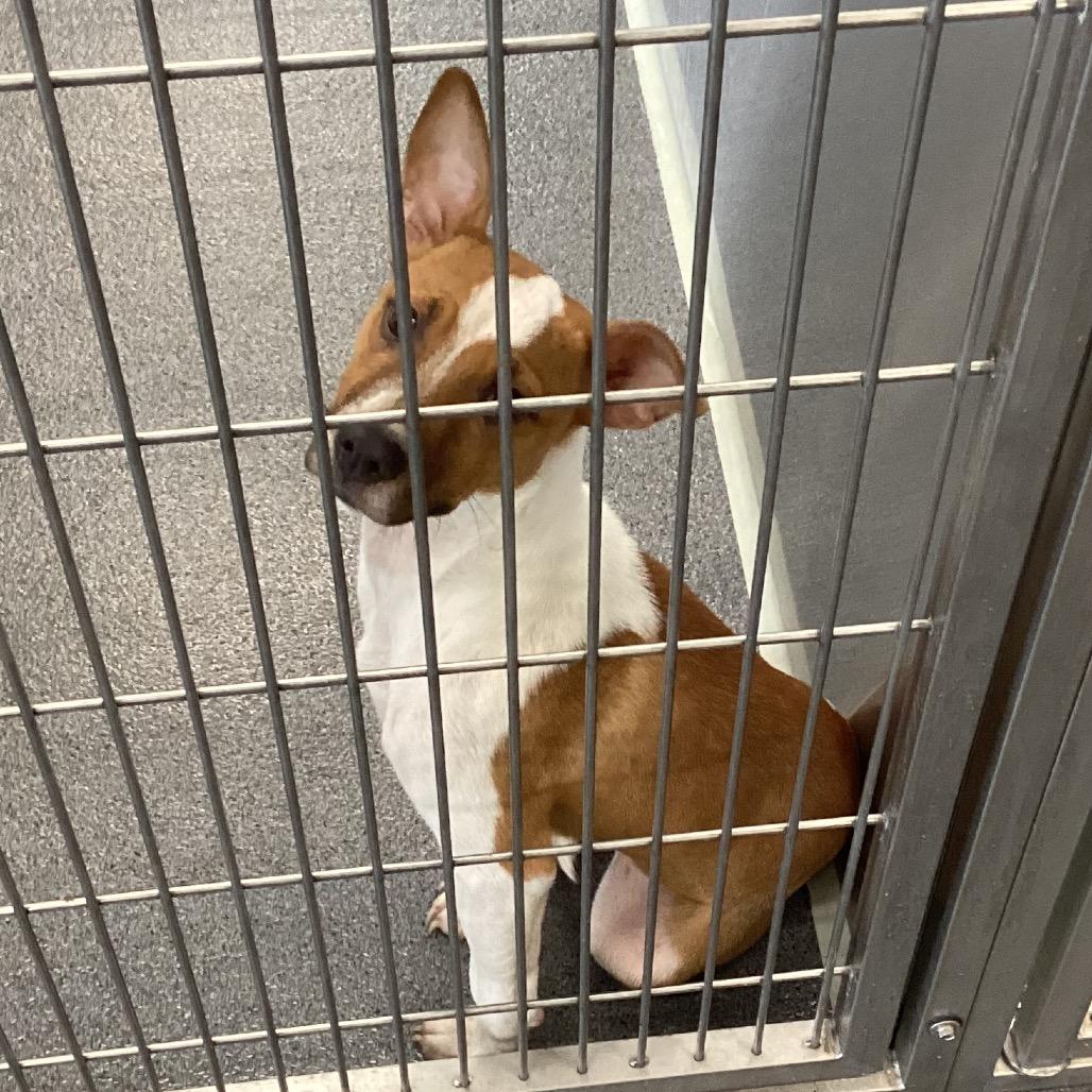 Enlarge Ella, a Adoptable Terrier in Montgomery, AL image 1/2