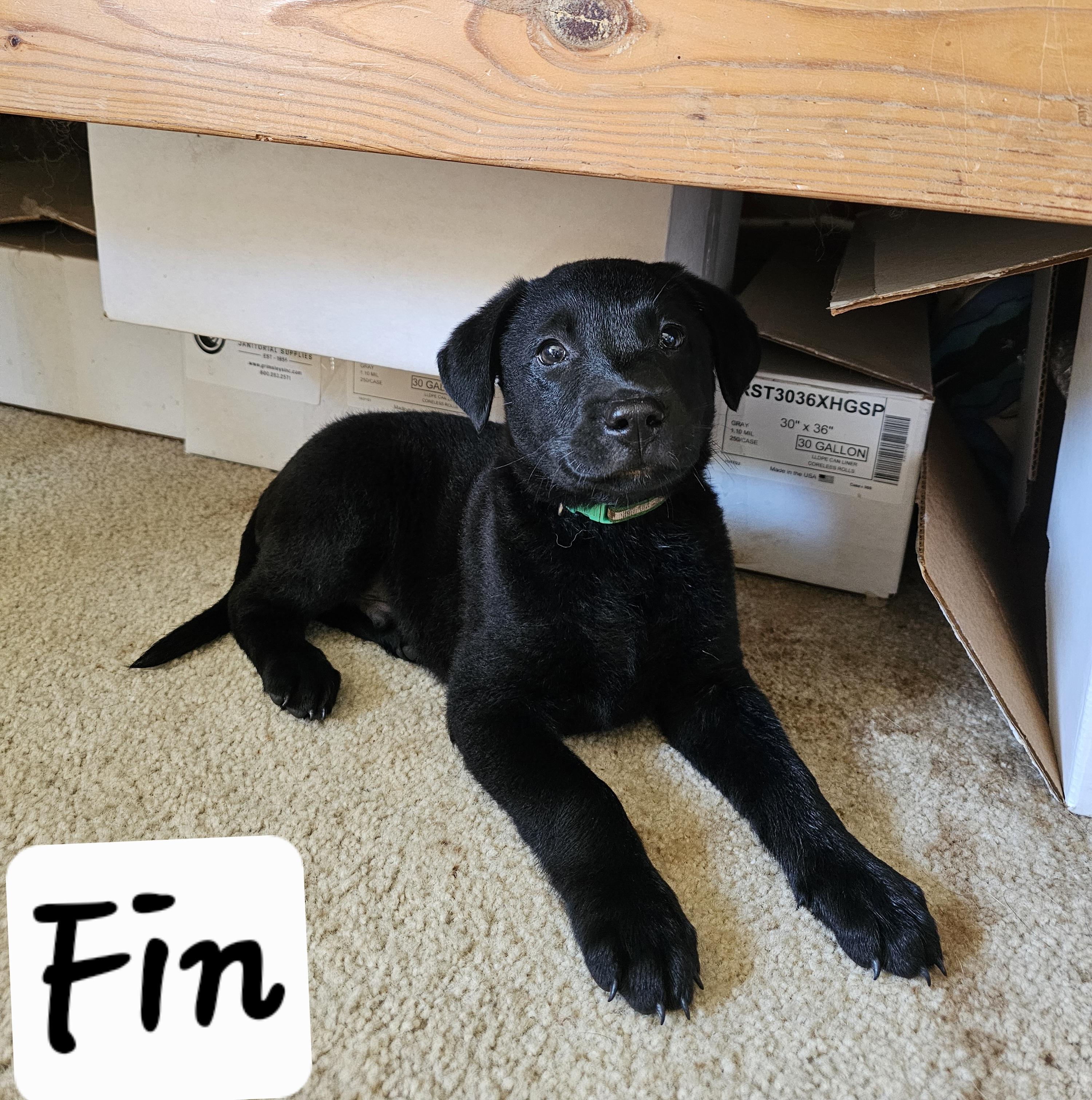 Fin, a ADOPTABLE mixed breed in Cleveland, OK image 2/2