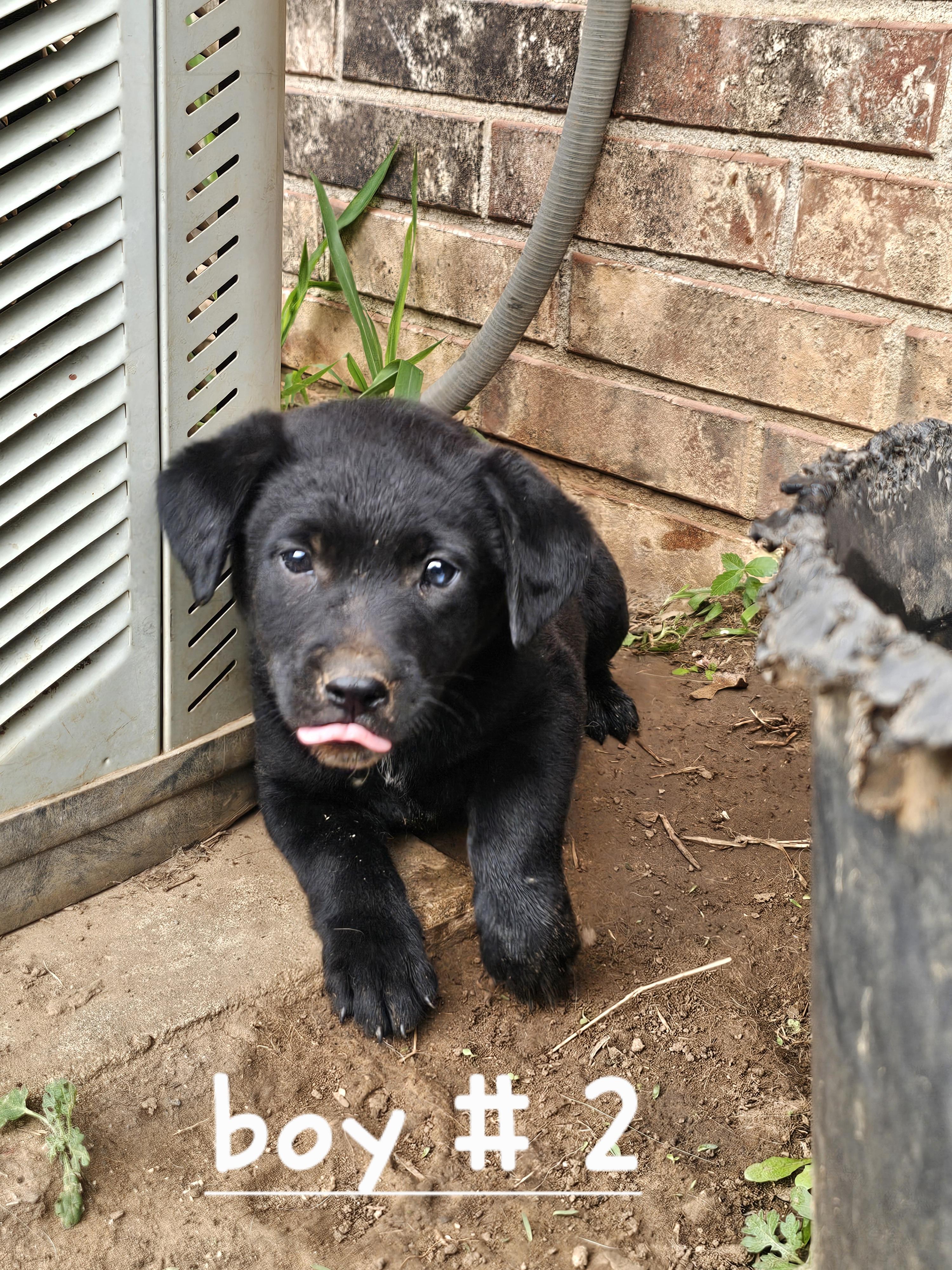 Fin, ADOPTABLE, Puppy Male Australian Cattle Dog / Blue Heeler & Black Labrador Retriever.
